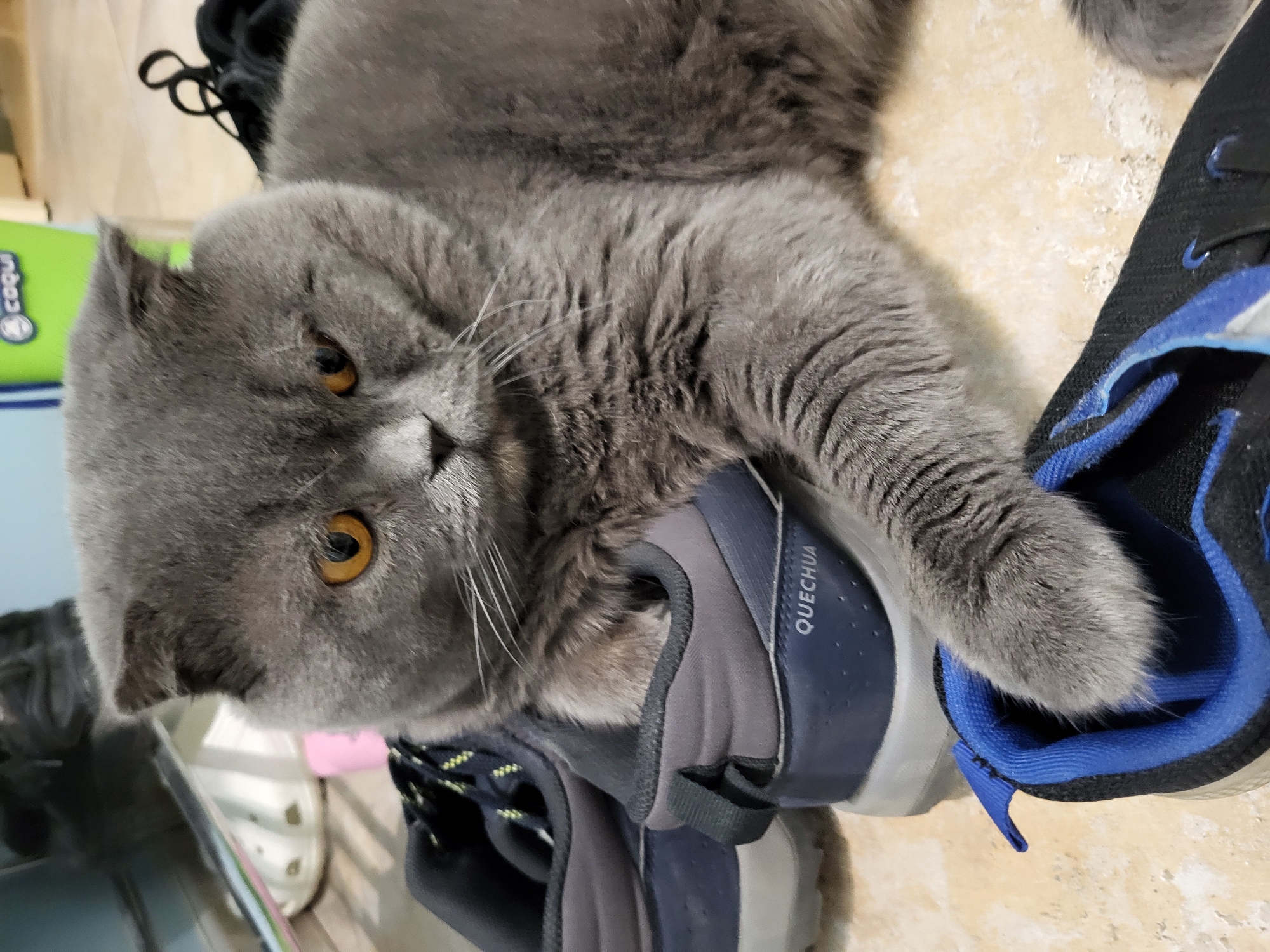 A gray Scottish Fold cat with golden eyes is lying on a pair of hiking shoes on a floor. The shoes are blue, gray, and black, and one is labeled "QUECHUA". Other shoes and items are scattered in the background. The location is the city of Unknown, Unknown.