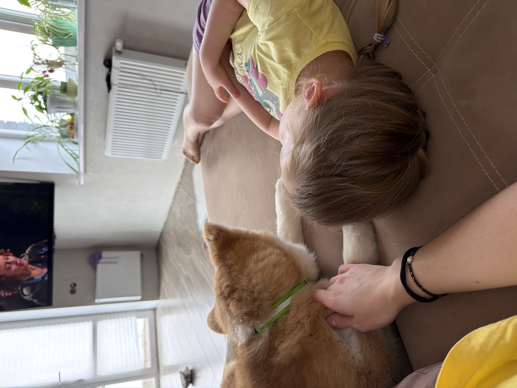 A young girl in a yellow shirt and purple shorts is lying on a brown couch in what appears to be a home setting. A small, light-brown dog with a green and white collar is next to her, and a hand is petting the dog. In the background, there's a window with plants on the sill, a radiator, and a television showing a person's face. The location is Chaikovsky, Russia.