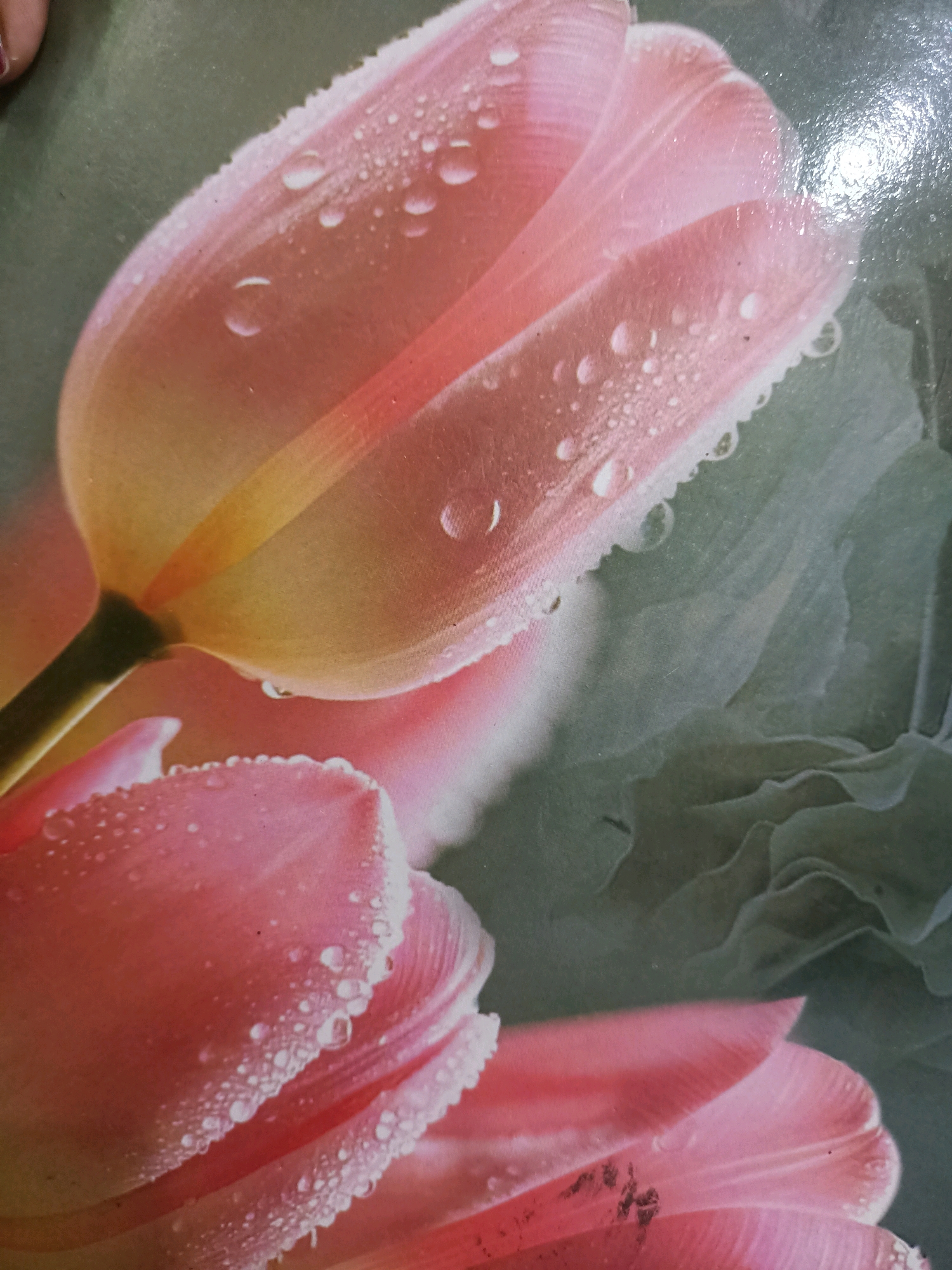 The image is a close-up, detailed photograph of pink tulips adorned with water droplets. The petals are soft and translucent, with delicate veins visible. The droplets on the petals range in size, some appearing as small beads while others are larger, reflecting the light. The background is a muted green, suggesting foliage or a textured surface, with hints of darker, more defined shapes that could be other leaves or petals. The lighting highlights the dew on the flowers, creating a fresh and vibrant impression. There are no people or discernible urban elements in the frame. The image does not contain any specific location information for Barrackpore, India.