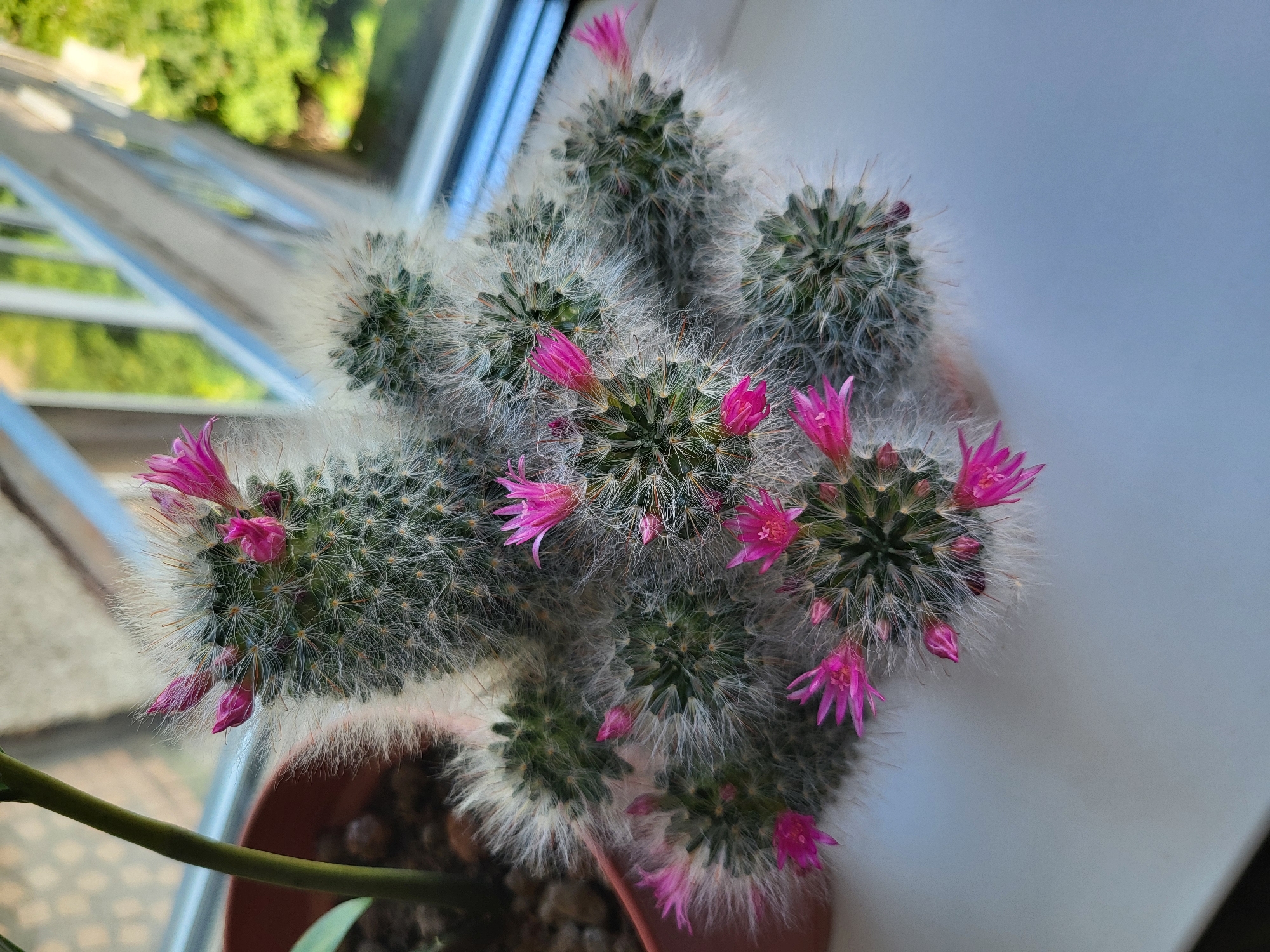A potted cactus with bright pink flowers sits on a windowsill. The cactus is covered in fine white hairs and has several small green mounds, each with spines. The flowers are a vibrant magenta color and have delicate, pointed petals. The pot is a reddish-brown color and appears to be made of plastic. Behind the cactus, a green plant stem is visible. The windowsill overlooks a blurred outdoor scene with green trees and a blue sky, suggesting a sunny day. The overall impression is one of a well-cared-for houseplant in a domestic setting. The image is taken from a top-down perspective. There is no indication of the city of Petropavl, Kazakhstan, within the image itself.