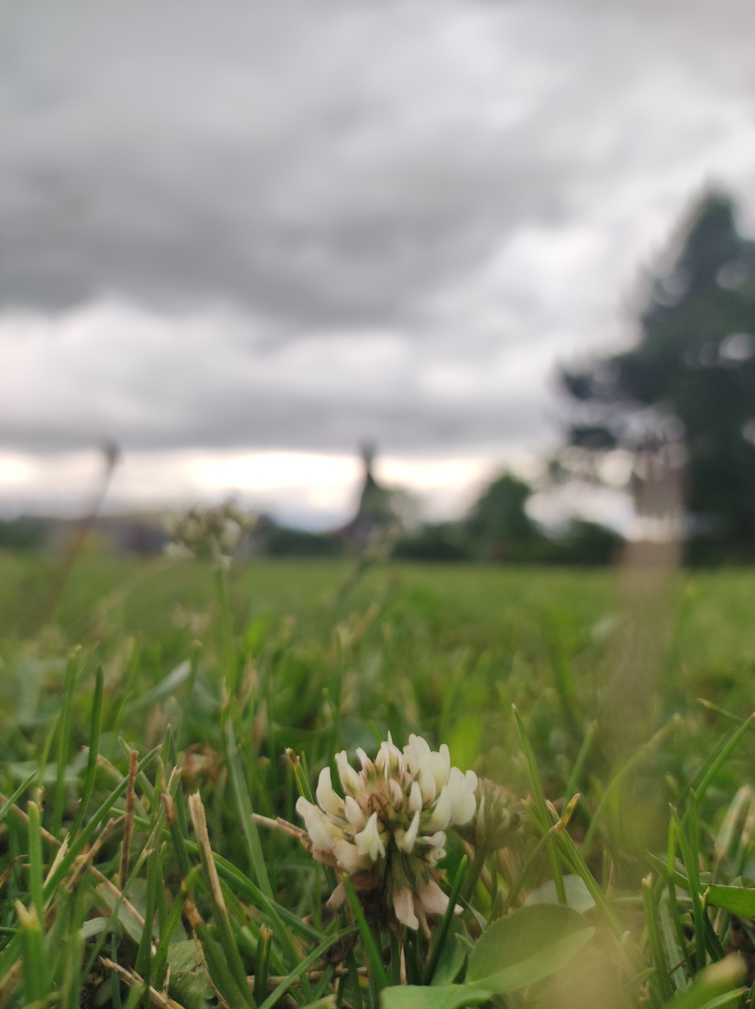 The image presents a ground-level view of a single, white clover flower (Trifolium repens) partially in bloom, centered in the lower portion of the frame amidst sharply focused green and dry brown grass blades. The background is significantly blurred, depicting an expansive green field under an overcast sky dominated by dark grey clouds. A faint, lighter band suggests the horizon. Indistinct, heavily blurred dark forms on the far right and left suggest distant trees or structures, with a very faint, tall, spire-like silhouette visible centrally in the distant background. No human subjects or discernible actions are present. The scene is located in Фоки, Russia.