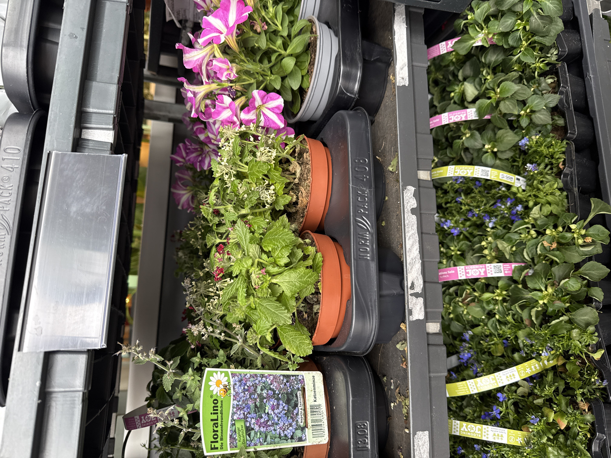The image displays a close-up, top-down view of various potted plants arranged in plastic transport trays, likely in a garden center or nursery. The image is rotated 90 degrees clockwise, showing the items from above while lying on their side.
On the left side of the frame (top of the original image), several pots contain vibrant pink and white striped petunias, known for their trumpet-shaped flowers. Below these are smaller green plants with delicate white or pale pink blooms in terracotta-colored pots. These pots are nestled within grey and black plastic trays. One grey tray on the far left edge bears the text "PACK 410".
The right side of the frame (bottom of the original image) features numerous green plants with small blue flowers, possibly lobelia. These plants are banded with pink and light green strips, some clearly visible with the text "BLOOMING JOY". These are arranged in black plastic trays, one of which shows "NORM PACK 408" and "13.08".
In the foreground, towards the bottom left (center-left in the original orientation), a prominent plant label is visible for a plant with green, textured leaves and small purple-blue flowers. The label features a daisy with a bee logo and the text "FloraLino Die Bienenfreundlichen" (FloraLino The Bee-Friendly), "Kugeliger Dauerblüher" (Spherical Perennial), "Nepeta x faassenii", and "Katzenminze" (Catmint), along with a barcode. This text, predominantly in German, reinforces the context of Waldshut, Germany. The plants appear healthy and well-maintained, ready for sale. No people are visible, and no specific time of day or weather can be determined.