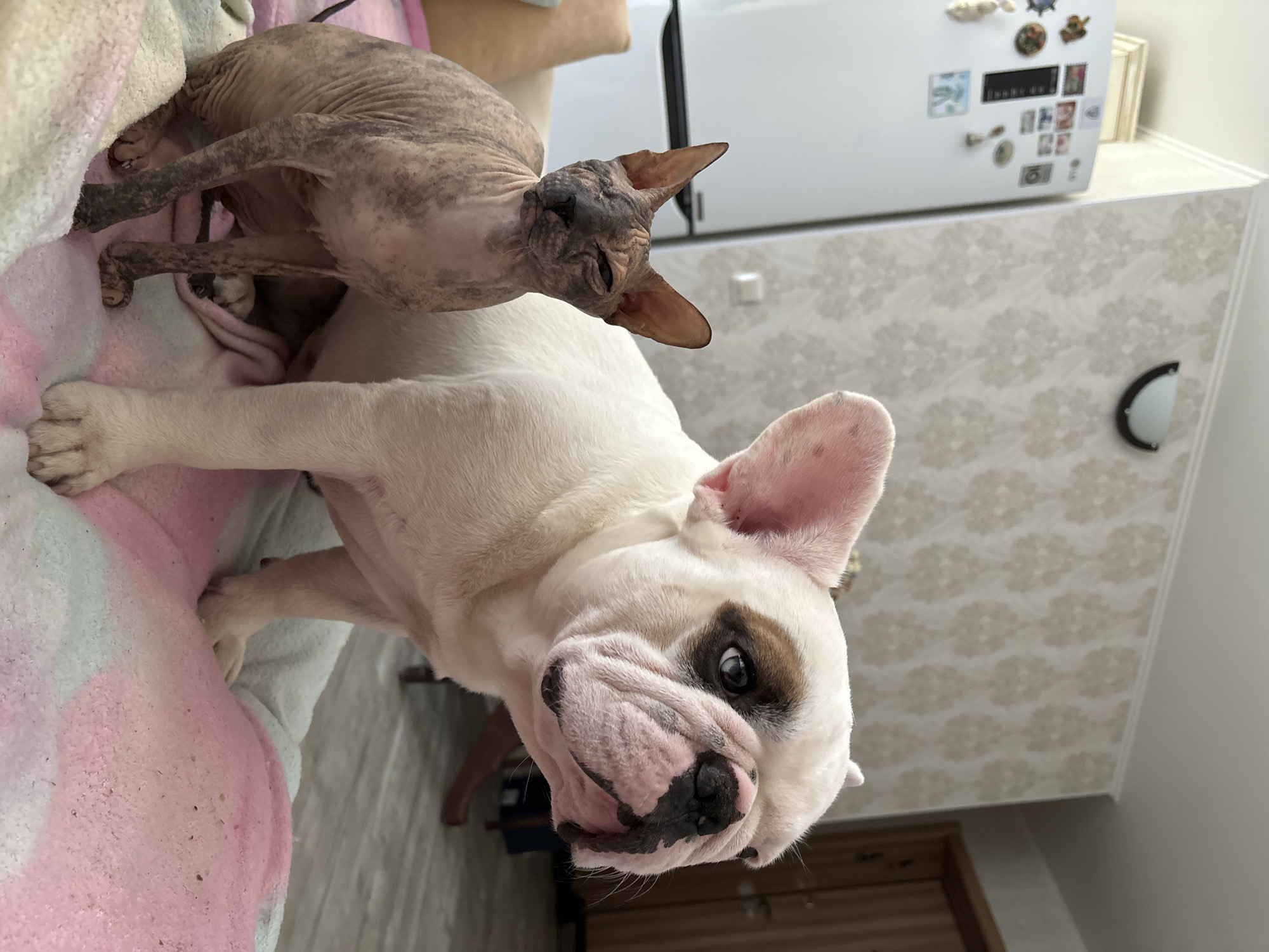 The image shows a French bulldog and a Sphynx cat in an indoor setting, likely a home. The French bulldog is white with brown markings around its eyes and nose, and its ears are large and pink. It is positioned in the foreground, looking directly at the camera with a curious expression. The Sphynx cat is in the background, appearing to be nestled on a pink and white blanket next to the dog. The cat is mostly hairless, with wrinkled skin and tabby markings on its head and body. It is looking away from the camera with its eyes partially closed, appearing relaxed or sleepy.
The background includes a white refrigerator with several magnets and pictures on it, suggesting a kitchen or living area. A patterned wallpaper is visible on the wall behind the refrigerator. A door is also partially visible in the lower right corner of the image. The lighting suggests it is daytime, but there are no clear indications of time of day or weather conditions. The overall scene appears to be a candid moment captured between two pets in a comfortable domestic environment. There is no visible text in the image.