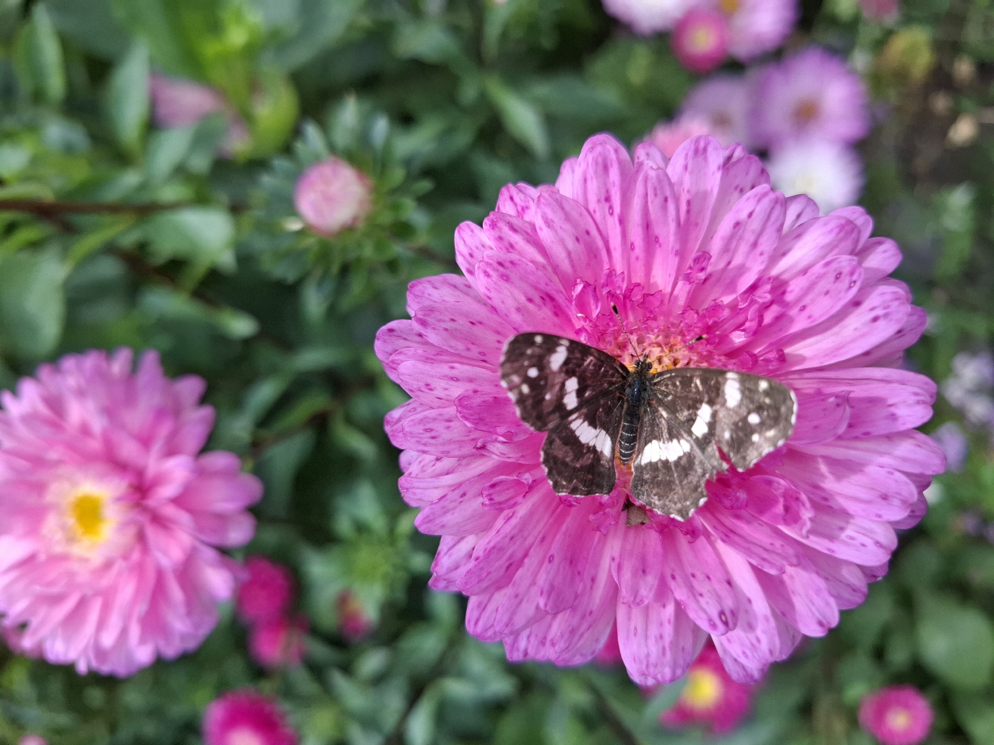 A close-up, vertical shot captures a brown and white butterfly resting on a bright pink aster flower. The butterfly's wings are patterned with white markings. The flower's petals are a vibrant pink with small purple dots, and its center is yellow. The background is filled with green foliage and out-of-focus pink flowers, suggesting a garden setting. The image appears to be taken outdoors in Romantik, Russia.