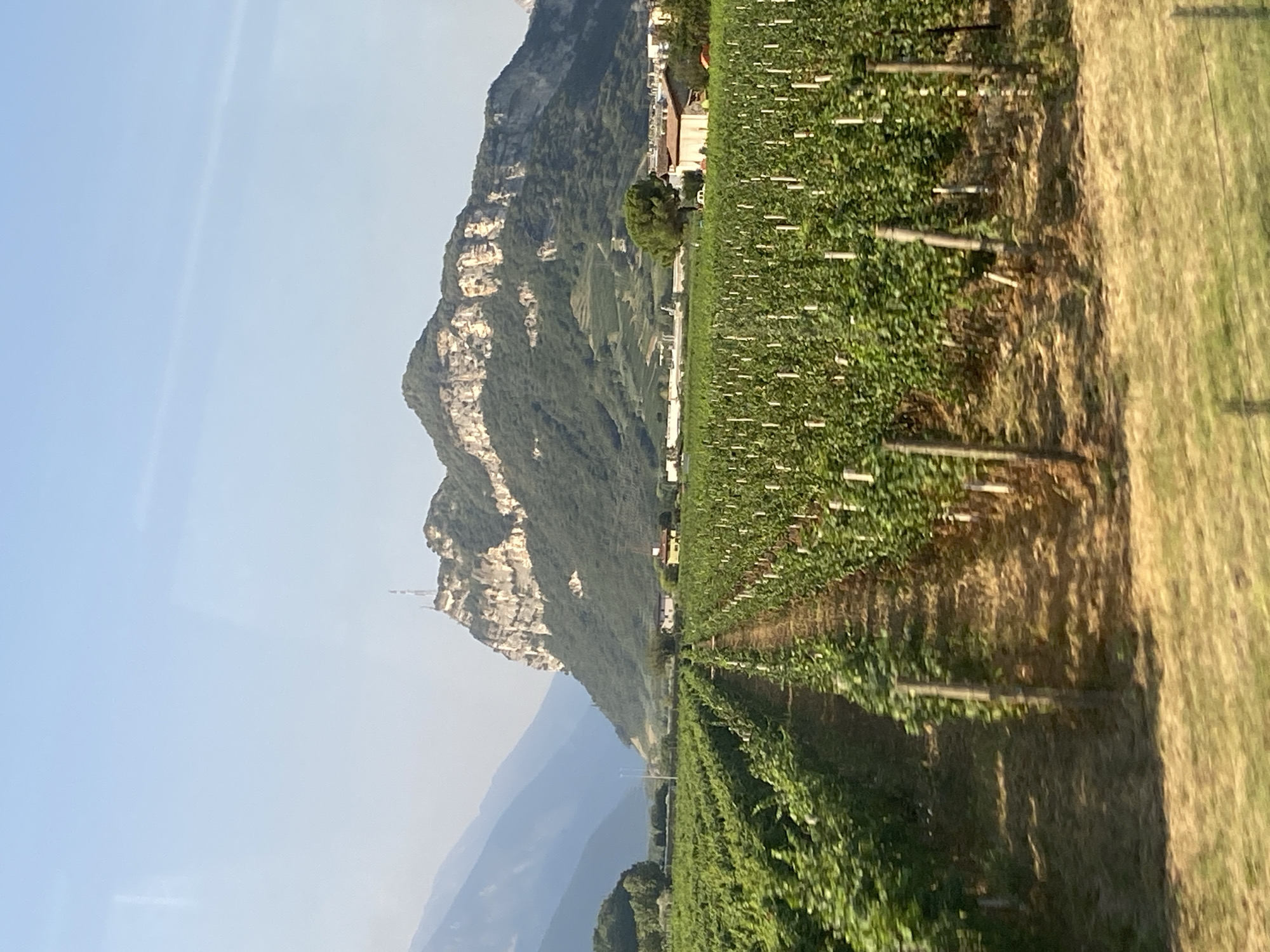 The image shows a vineyard in the foreground with rows of grapevines stretching towards a mountain in the background. The mountain is rocky and covered in trees on its lower slopes. There are a few buildings and a communication tower visible on the mountain. The sky is clear and blue. The scene is set in Arco, Italy.