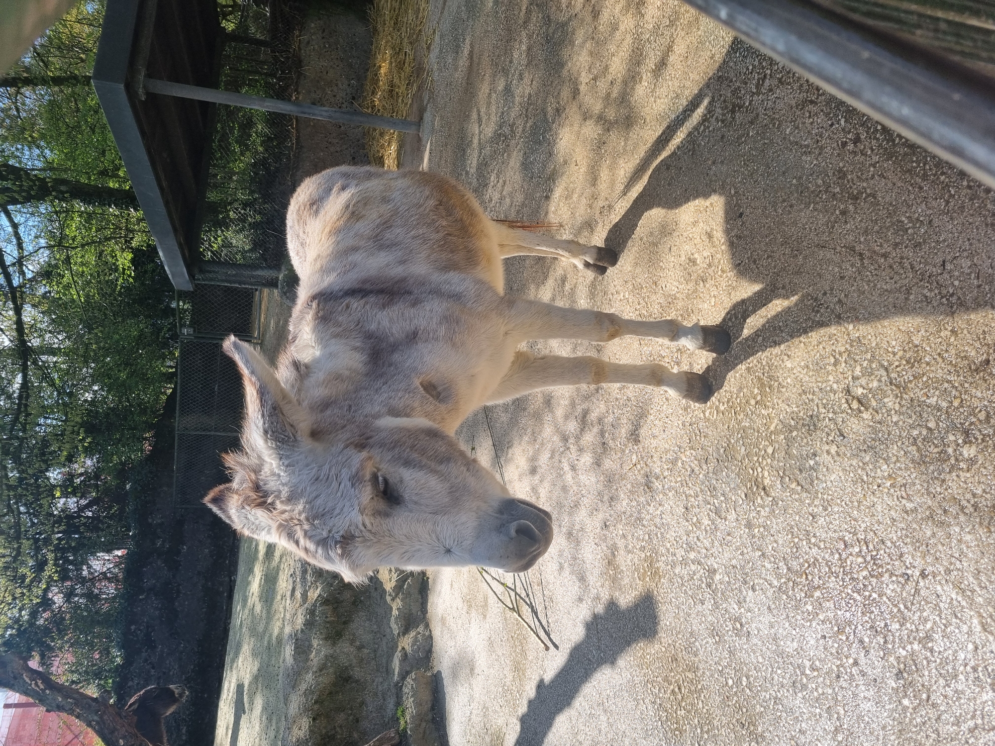The image, taken in Schallstadt, Germany, depicts a donkey standing on a gravel or concrete surface in an outdoor enclosure. The donkey is light-colored with grayish tones, and it appears to be eating or has some small twigs near its mouth. To the left, there's a shaded area with a partial wooden structure and dense foliage, suggesting a wooded or landscaped environment. Shadows cast by the donkey and overhead structures indicate sunlight. A partial view of a metal fence or barrier is visible on the right side of the frame.