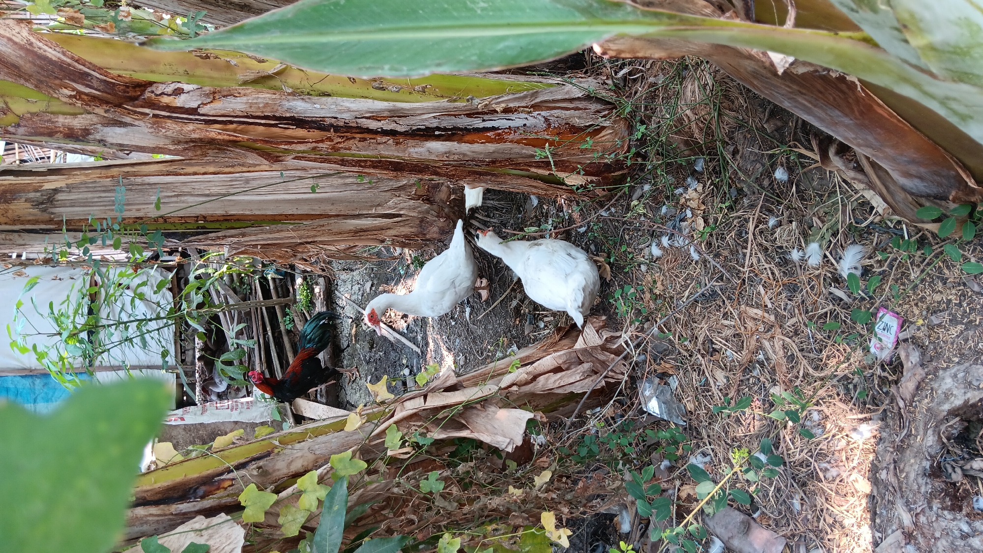 In Sonobekel, Indonesia, an outdoor scene unfolds amidst a cluster of banana trees. Two white ducks with red facial markings forage on the dry, leaf-strewn ground, their bodies angled towards the banana tree trunks. Behind them, a rooster with vibrant red, black, and green plumage stands alert. Scattered on the ground are various pieces of debris, including white feathers, dry leaves, and a small pink packet with the word "ZINC" visible. The environment is somewhat overgrown, with lush green foliage and thick, fibrous banana tree trunks dominating the background. The overall impression is of a natural, perhaps slightly unkempt, semi-rural setting.