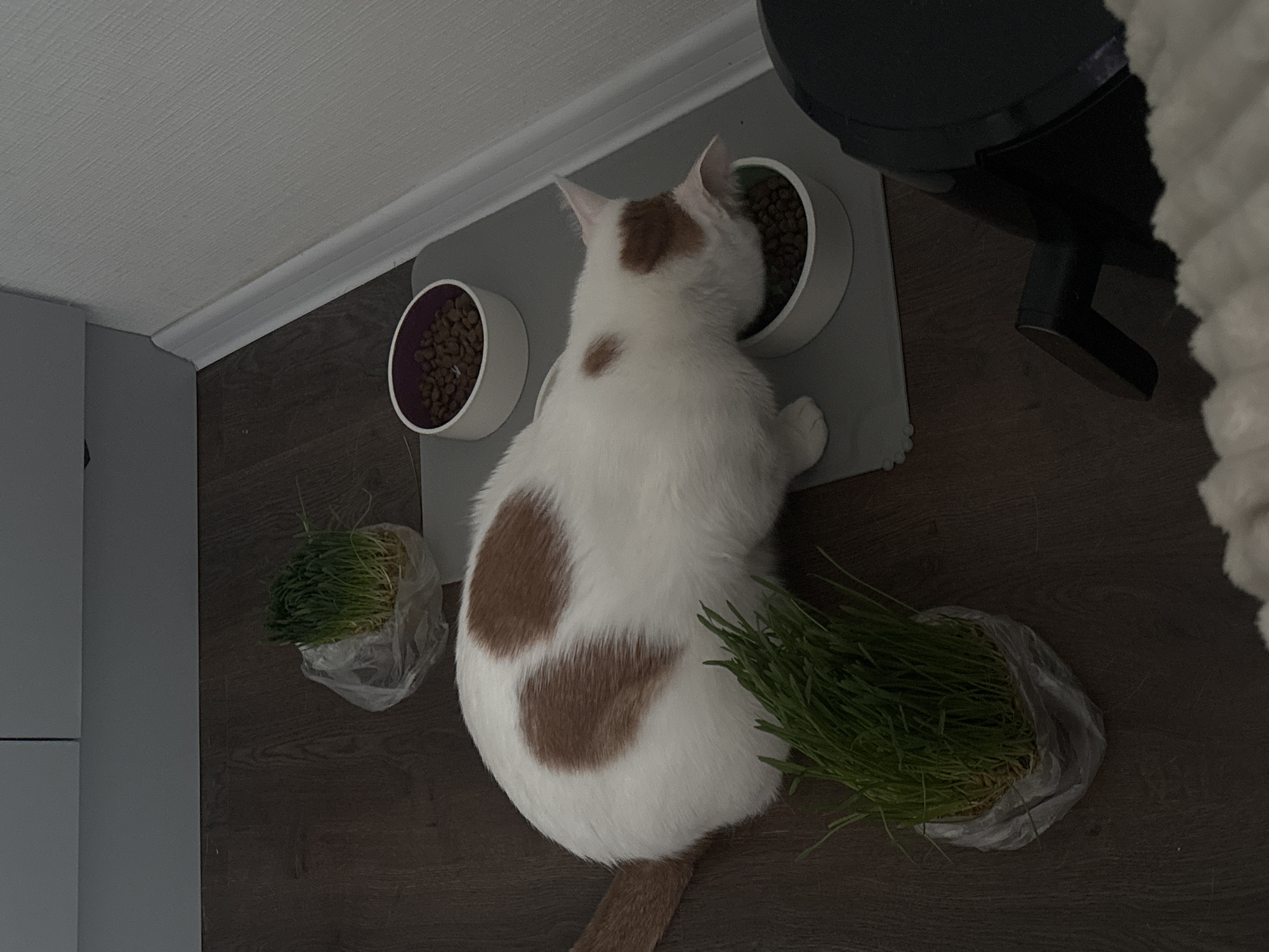 A top-down view captures a domestic scene. A white cat with brown markings is positioned between two cat food bowls atop a grey mat. The cat is eating from the right bowl. To the left and below are two plastic bags containing bundles of grass. The scene is set on a dark brown floor, adjacent to a white wall and baseboard. A portion of a black object is in the upper right corner, next to a white, fluffy object. This scene occurs indoors, with no readily available information to determine whether it is in Vsevolozhsk, Russia.