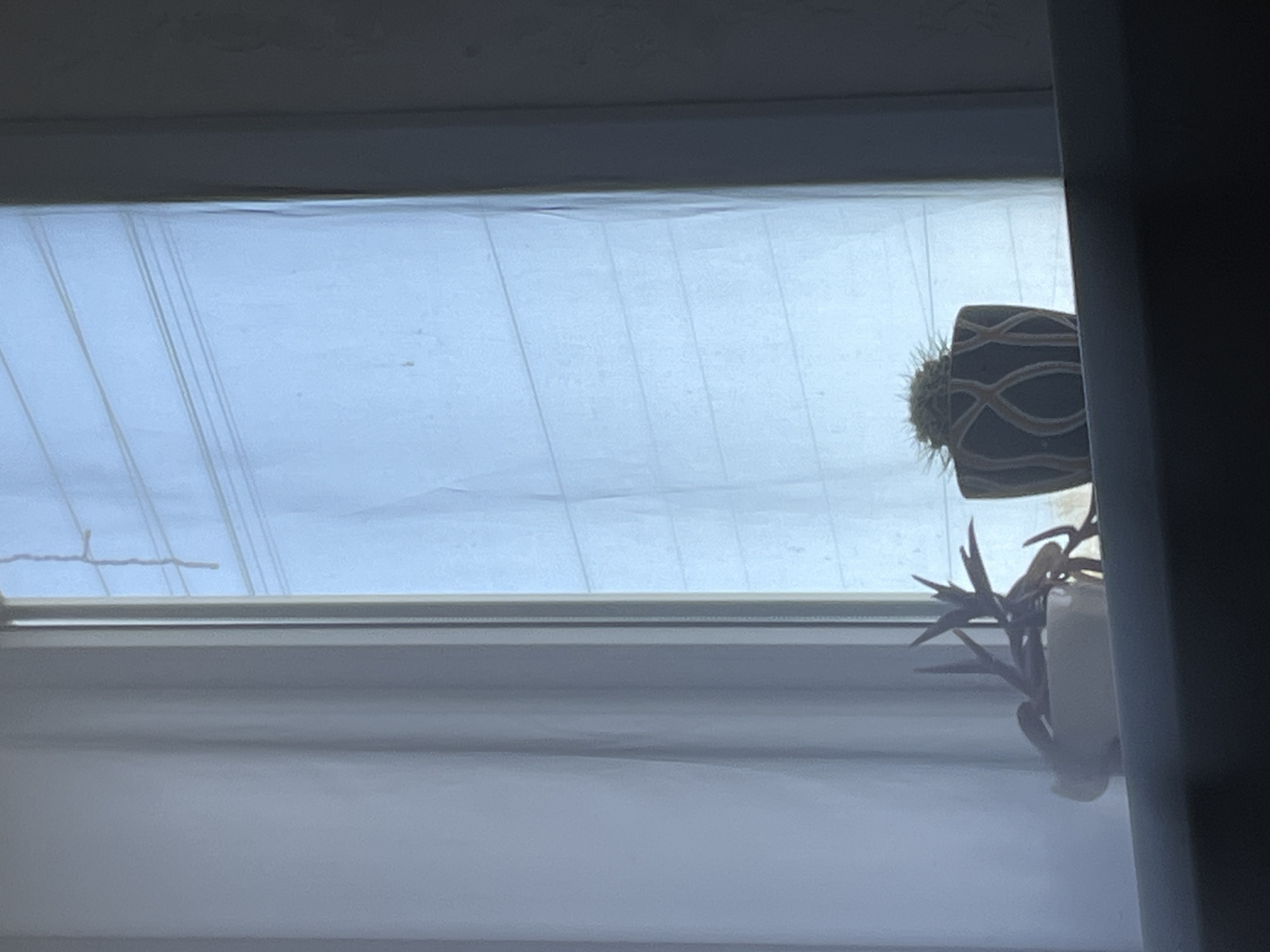A close-up, horizontal shot shows a windowsill inside a building, likely a residential interior. On the windowsill, two potted plants are visible. To the left, a small white pot contains a trailing plant with purple-green foliage. To the right, a patterned pot holds a small, round cactus. Behind the plants, a window is covered by a light-colored translucent curtain. The curtain appears to be a sheer fabric, possibly blinds or a roller shade, with horizontal lines indicating folds or pleats. Through the curtain, the bright sky is visible, suggesting it is daytime. The overall lighting is soft and diffused. The image is taken from a slightly elevated angle, looking down at the windowsill. The background outside the window is out of focus and appears to be an outdoor environment. The location is identified as Krasnyye Barrikady, Russia, though no specific city landmarks or context are evident in the image itself.