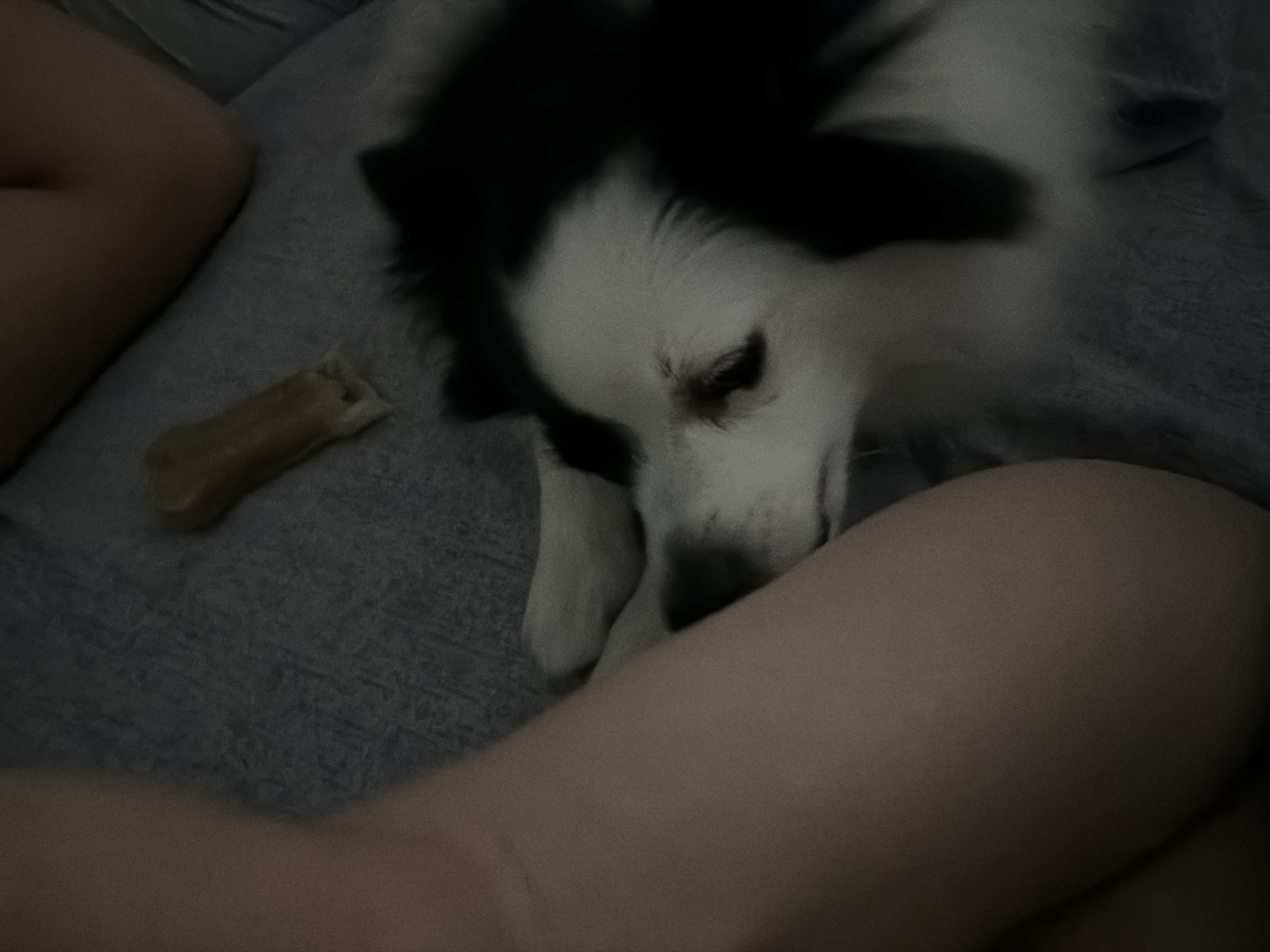 An over-the-shoulder shot shows a black and white dog resting on a gray blanket. A light-colored bone is placed on the blanket behind the dog's head. To the left of the dog, a person's arm and leg are visible. The lighting in the image is dim, suggesting it was taken indoors at night. No specific location in Stara Zagora, Bulgaria is discernible.
