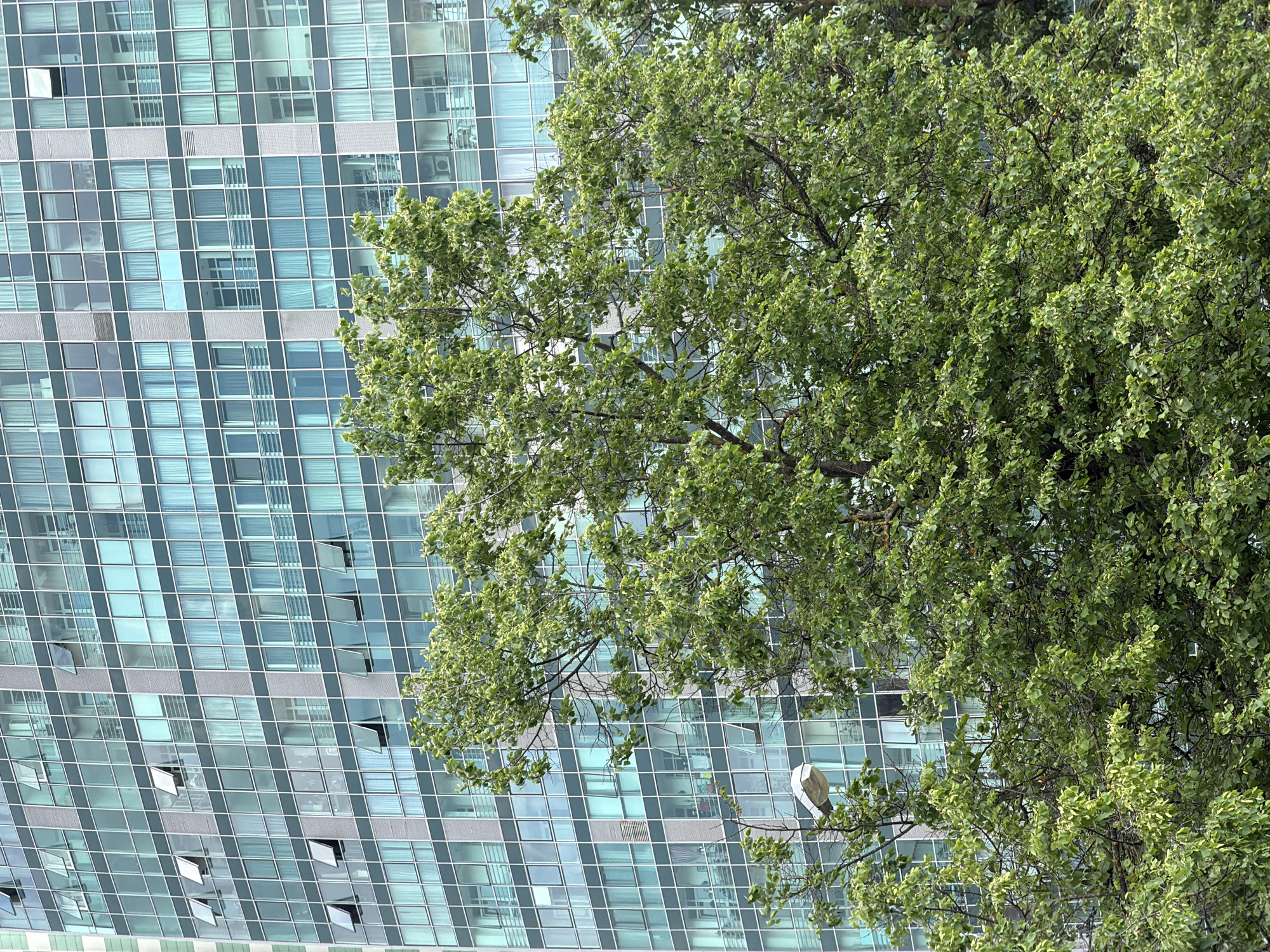 A photograph captures a section of a modern building with a grid-like facade of windows, juxtaposed against the dense foliage of a tree. The building's windows appear mostly closed, though a few are ajar. A single, modern street lamp is visible, integrated into the tree's branches. The scene is taken in the city of Khimki, Russia.