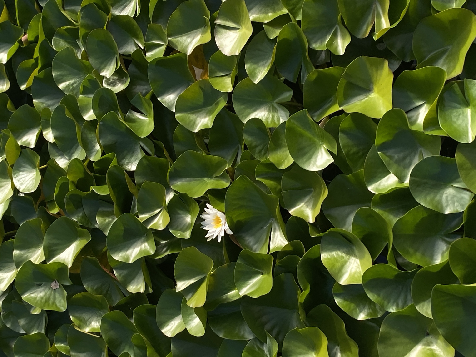 The image shows a dense bed of lily pads on the surface of a body of water. The lily pads are a vibrant green and are illuminated by sunlight, creating areas of bright highlight and deep shadow. In the center of the frame, a single white water lily with a yellow center blooms. The background is dark, likely representing the water beneath the lily pads. The image was captured in the city of Muszyna, Poland, a location known for its natural springs and spa resorts, suggesting this scene is likely from a park or garden setting within the city. There are no people or animals visible in the image.