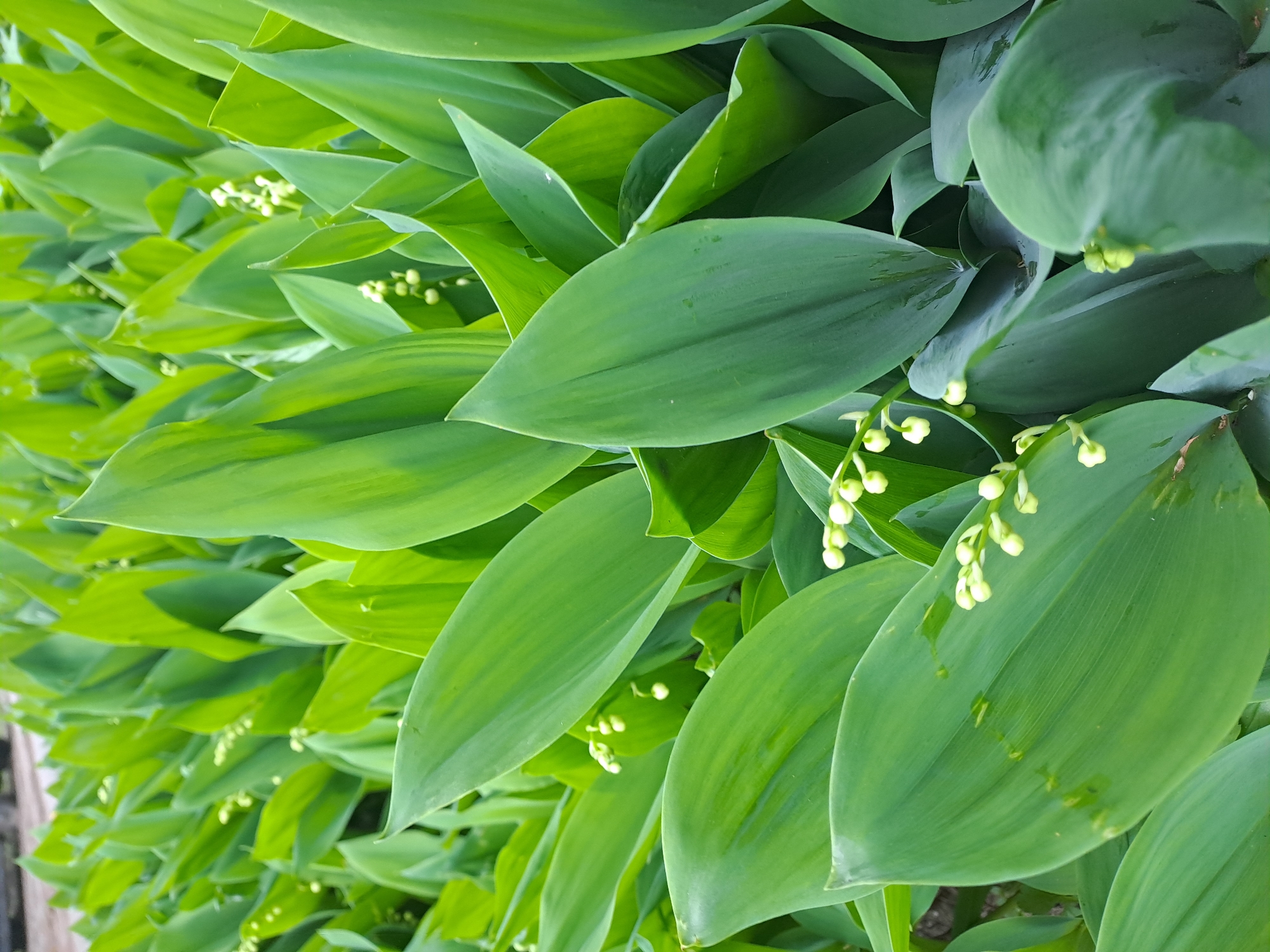 The image depicts a dense cluster of lily of the valley plants, characterized by broad, green leaves and clusters of small, white, bell-shaped flower buds. The leaves are the dominant feature, with varying shades of green and a smooth texture. The background is filled with more of the same plants, creating a sense of depth and abundance. The location is not determinable.