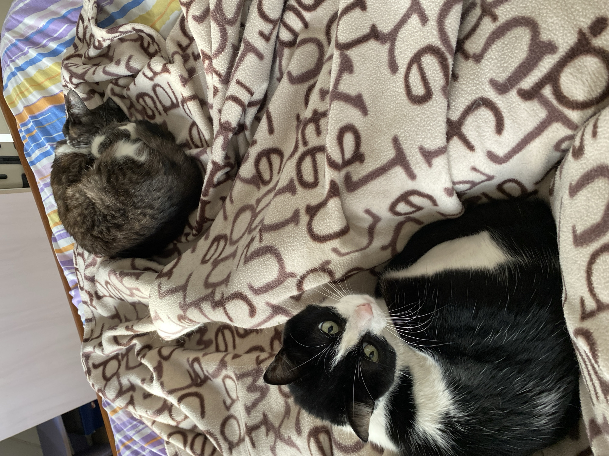 In Villa Carlos Paz, Argentina, two domestic cats are resting on a bed covered by a blanket. The blanket has a pattern of large, brown letters on a cream background, and it's draped over a striped comforter. In the foreground, a black and white cat with green eyes is lying on its side, looking towards the viewer. Its fur is predominantly black with white markings on its chest, neck, and face. Behind and slightly to the right, another cat, primarily dark gray with white markings, is curled up and sleeping, its face hidden. The lighting suggests it is daytime, possibly indoors.