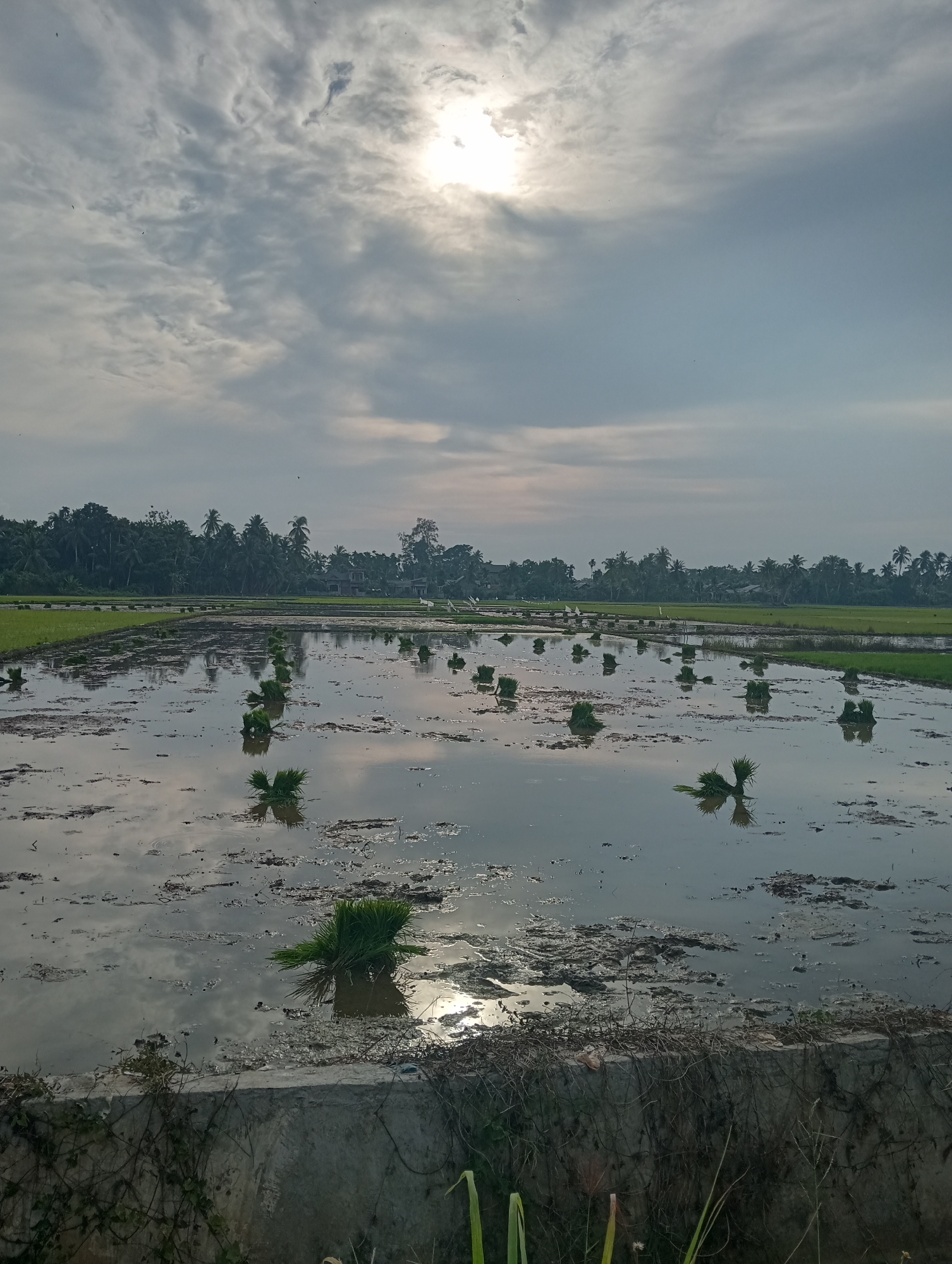 The image depicts a flooded rice paddy in Uleeceubrek, Indonesia. The sun is partially obscured by clouds, casting a diffused light on the scene. In the foreground, a concrete wall runs along the edge of the paddy, with dry vegetation and some green shoots growing nearby. The paddy itself is filled with water, reflecting the sky and the surrounding landscape. Small clumps of green seedlings are arranged in rows across the water, waiting to be transplanted. In the background, a dense line of trees separates the rice field from a few houses, suggesting a rural or semi-rural setting. The overall atmosphere is serene, with no people visible in the frame.