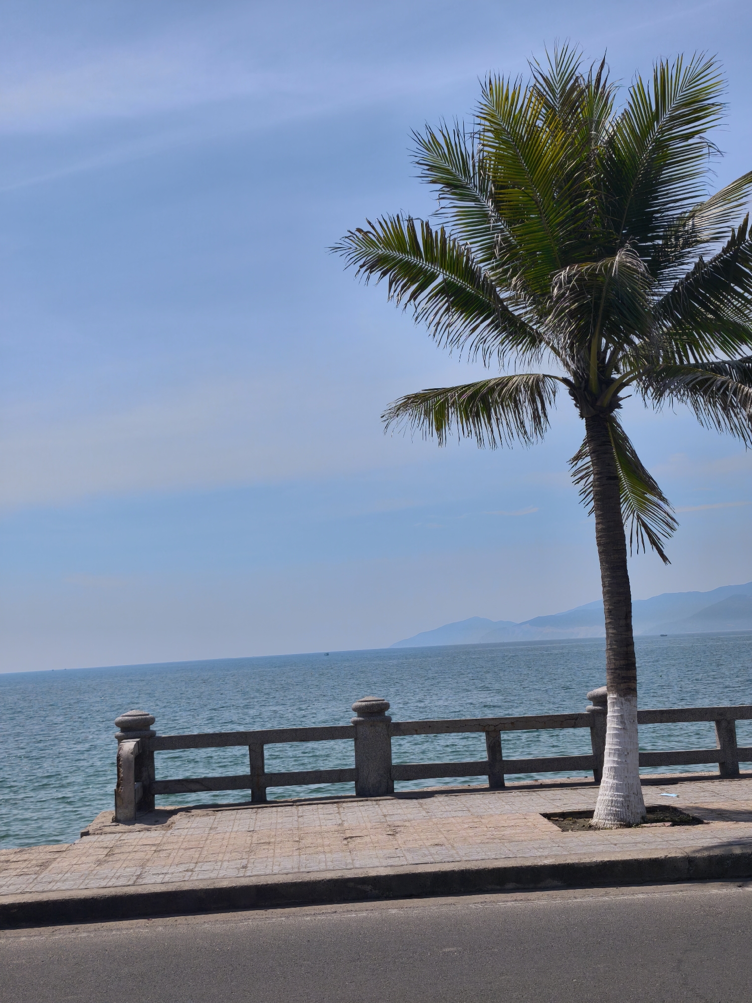 A palm tree stands tall against a clear blue sky, its fronds reaching towards the heavens. The tree is located on a paved walkway next to a stone railing that overlooks a calm blue ocean. In the distance, faint outlines of mountains suggest a coastal landscape. The walkway is bordered by a road. The overall scene evokes a sense of peacefulness and natural beauty.