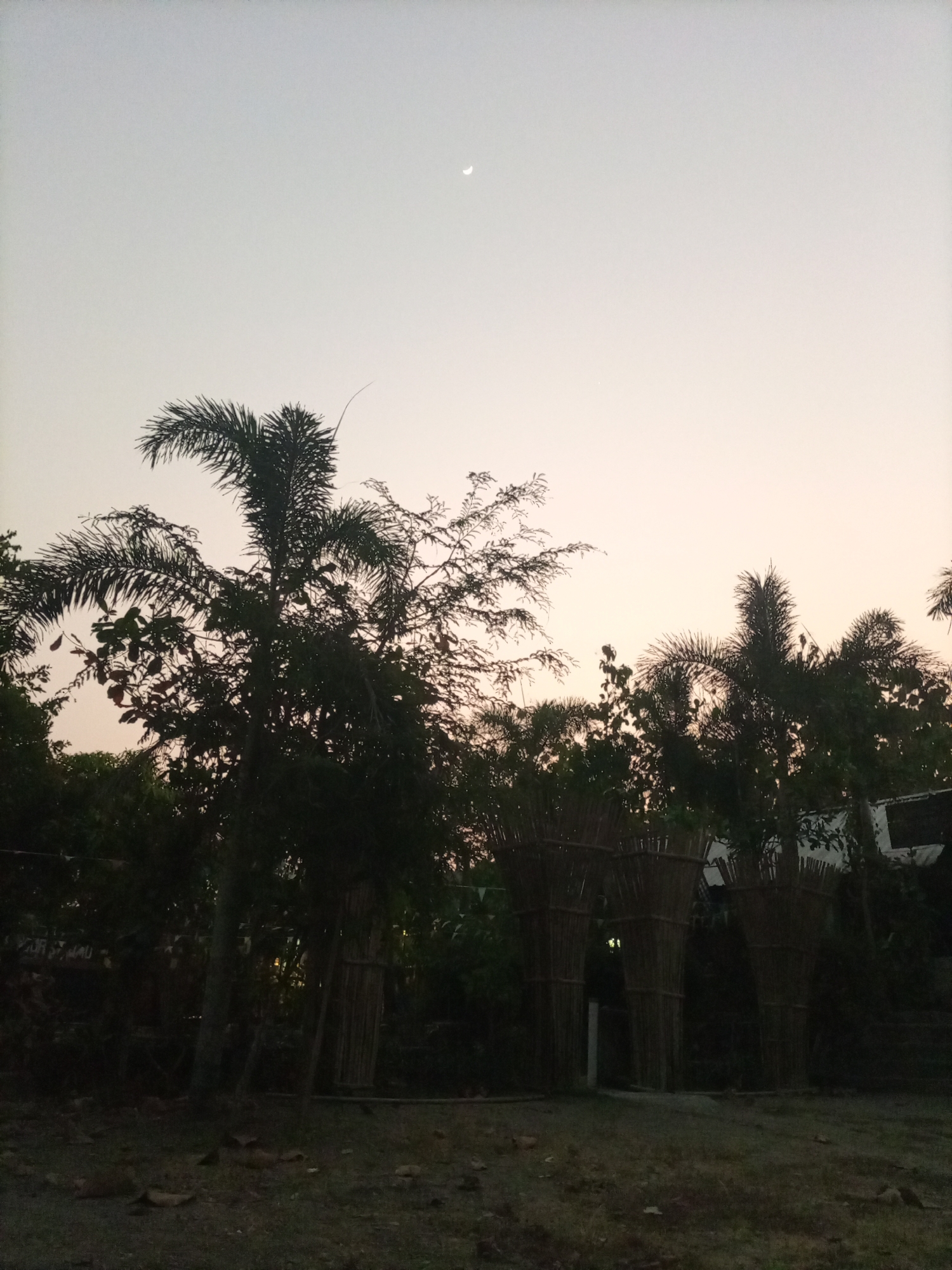 In Kedewan, Indonesia, at dusk, the sky displays a pale gradient of light gray to soft peach, with a sliver of the moon visible in the upper right quadrant. Silhouetted against this backdrop, palm trees and dense foliage dominate the mid-ground and foreground. Three arched structures, constructed from bundled bamboo, stand in the center of the image. The ground is covered in dry grass and scattered leaves. The scene is dark, suggesting low light conditions.