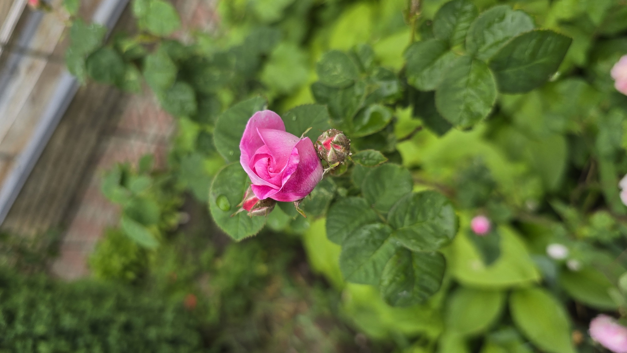 A close-up, high-angle shot captures a vibrant pink rosebud, still largely unfurled, as the central subject. The rosebud is positioned slightly to the left of the frame's center, showcasing its delicate, tightly wound petals. Beside it, to the right, is a smaller, unopened rosebud, indicating more blooms to come. Both the rosebud and the surrounding dark green leaves are adorned with small, clear water droplets, suggesting recent rainfall or dew.
The foreground and midground are dominated by the lush green foliage of what appears to be a rose bush or similar plant, with various shades of green leaves providing a soft, natural backdrop. Some leaves are in sharp focus, particularly those immediately surrounding the main rosebud, while others are intentionally blurred to create a shallow depth of field, highlighting the flower.
In the blurred background, hints of a man-made environment can be discerned. To the upper left, there are indistinct lines and shapes that could belong to a building structure, possibly a wall or roof edge, and a glimpse of what appears to be reddish-brown brick pavement or a path. Further to the right and bottom, the background continues with more blurred greenery and possibly other small, distant pink blossoms, indicating a larger garden or outdoor area. The natural lighting suggests it is daytime. The scene is set in Kyiv, Ukraine. There is no visible text in the image.