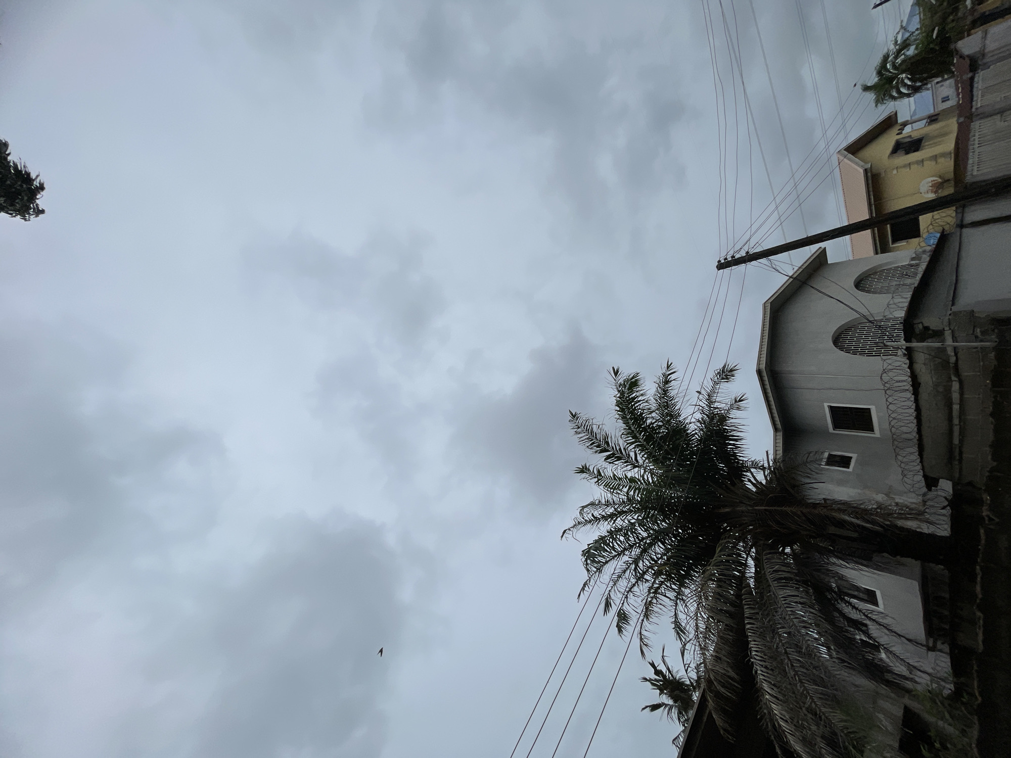 The image provides an upward view of a heavily overcast sky in what appears to be Ado, Nigeria, characterized by varying shades of grey clouds that suggest a gloomy or muted daytime. A small, dark, bird-like shape is captured in flight in the upper-left portion of the cloudy sky.
The scene includes elements of an urban or suburban setting on the right side of the frame. A large palm tree, with its dense, dark green fronds, extends upwards from the lower-right corner, its foliage partially obscuring a light grey building. This building displays square windows and a prominent rounded, grated opening, possibly a decorative window or ventilation feature. Barbed or razor wire is visible along the top of a wall section adjacent to this building.
Further up and to the right, a second building, painted in a cream or yellow color, is partially visible with a gabled roof and dark window openings. A tall, wooden utility pole stands in the upper-right area, supporting multiple dark power lines that stretch horizontally across the upper part of the sky, connecting to the pole and extending towards the buildings. Another small cluster of dark tree foliage is visible on the far-left edge.
The image captures a static moment without any human activity or discernible text. The architecture and the presence of palm trees are consistent with the provided location context of Ado, Nigeria.