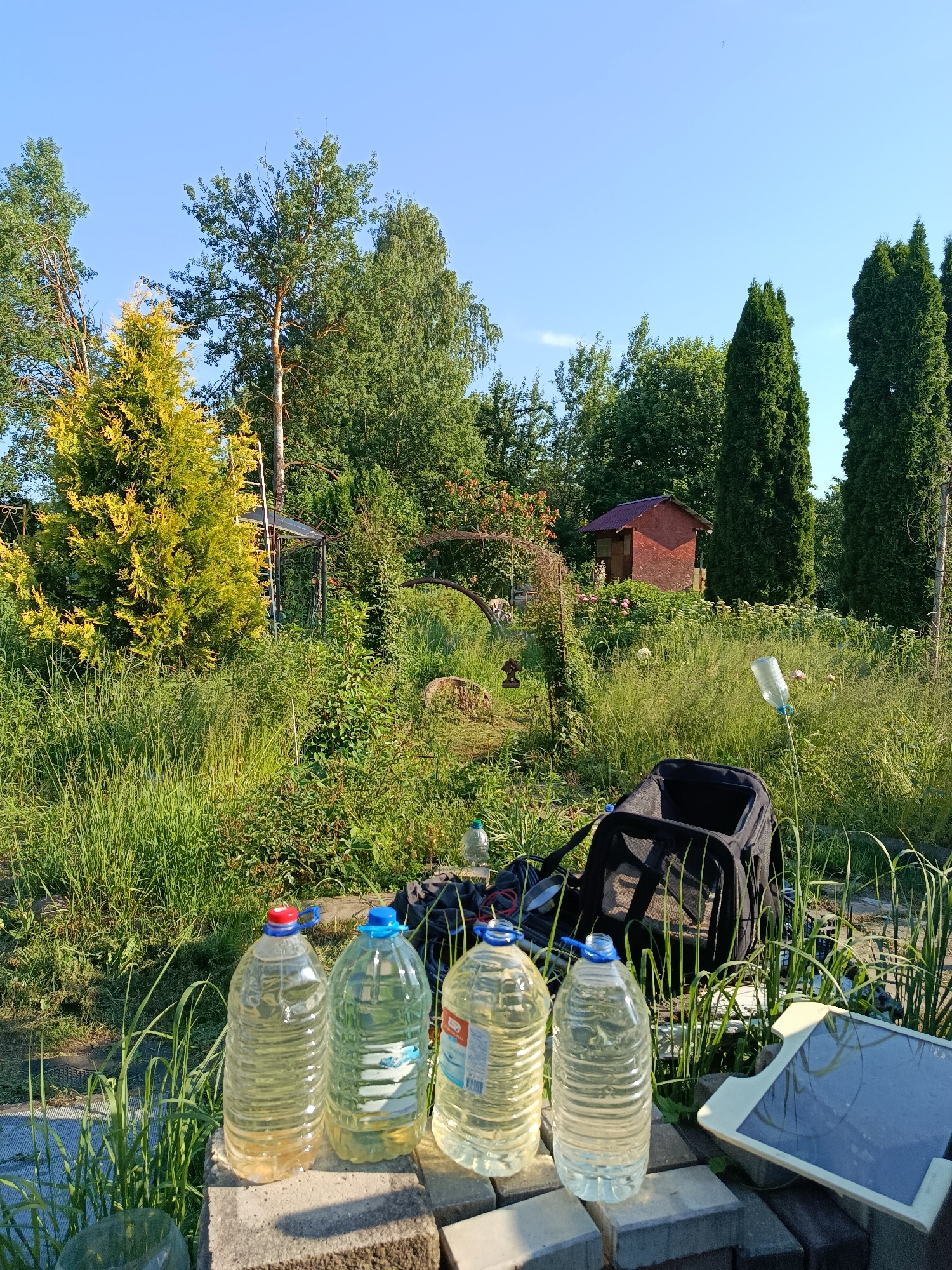 The image depicts an outdoor scene in the city of Alferovo, Russia, likely a backyard or garden. The foreground features several large plastic bottles filled with clear liquid, resting on a surface composed of paving stones. Behind the bottles, a black backpack or carrier bag is visible. To the right, a tablet device with a light-colored frame is positioned on the paving stones.
The background is dominated by lush greenery, including tall grass, bushes, and various trees. A small, red-roofed wooden structure, possibly a shed or playhouse, is situated in the middle ground. The sky above is clear and blue. The overall impression is one of a tranquil, possibly a recently used, outdoor space.