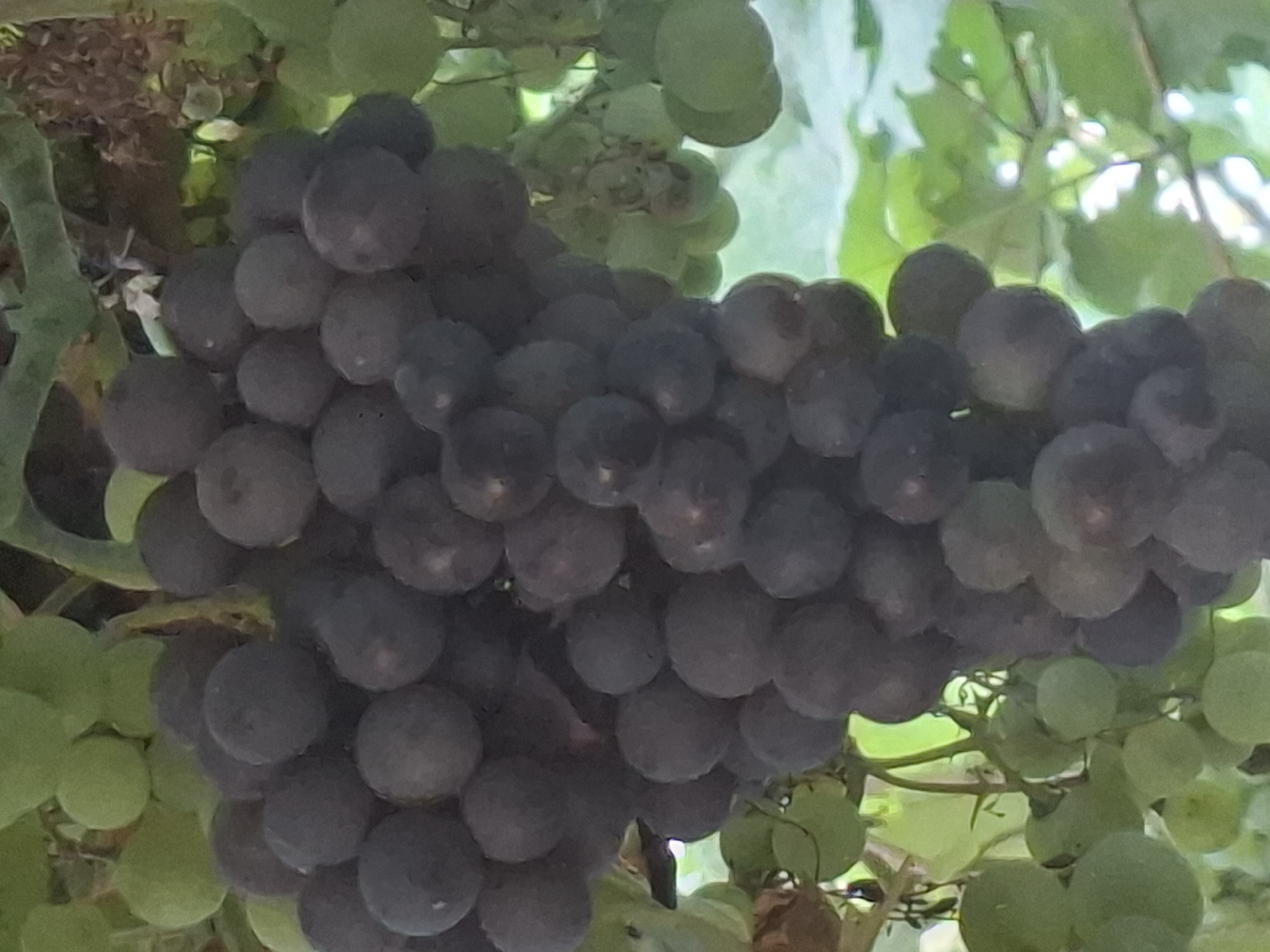 The image is a close-up shot of a bunch of dark purple grapes hanging from a vine, with some out-of-focus green grapes and leaves visible in the background. The grapes are clustered together, with some showing a slight bloom. The lighting suggests it is daytime, possibly in a vineyard or garden. The image does not contain any identifiable landmarks or elements that would indicate its location in the city of Almaty, Kazakhstan.