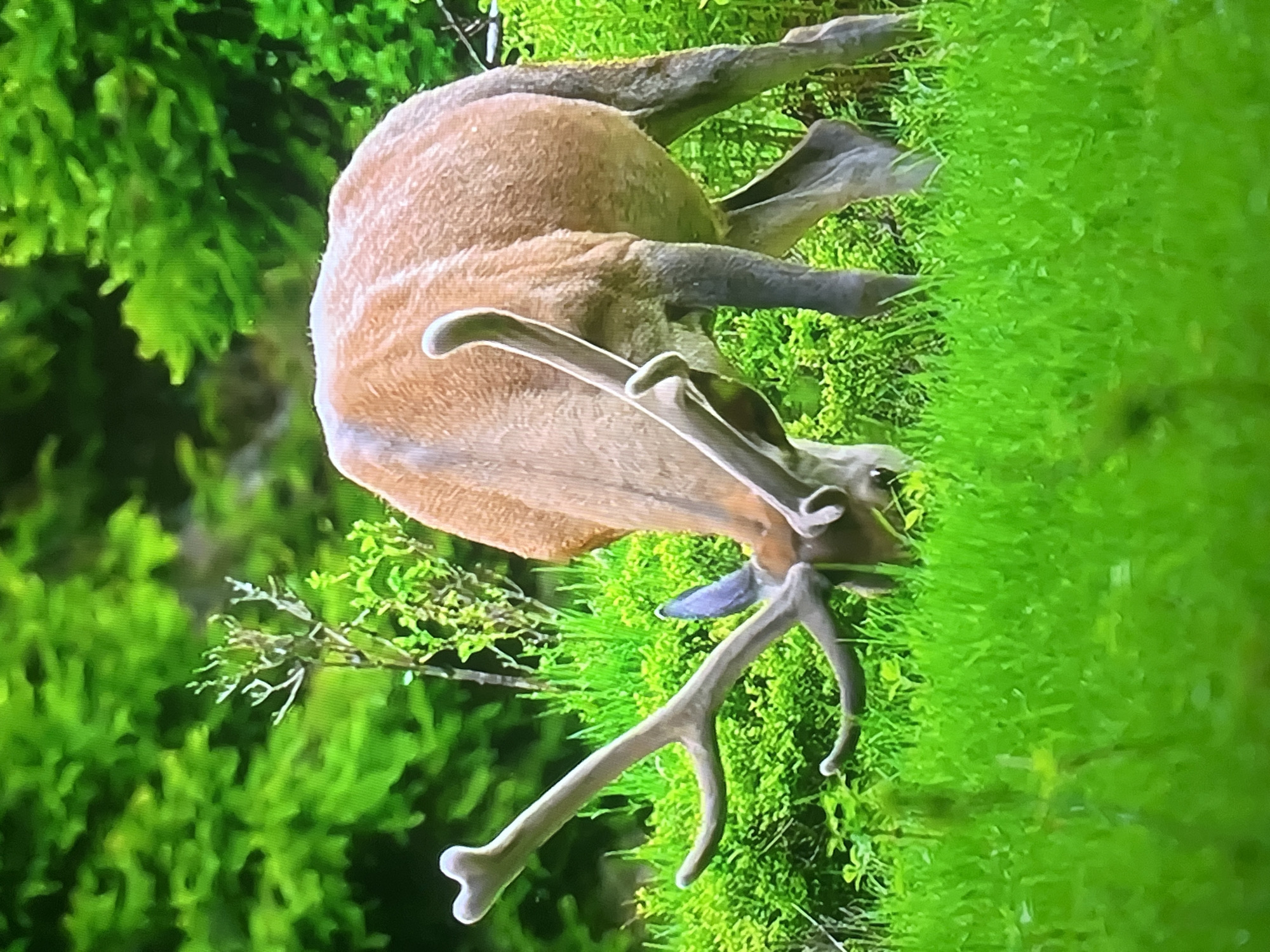 A deer is grazing in a lush green field, with a dense forest in the background. The deer is facing away from the viewer, with its head lowered to the ground. Its antlers are prominent and branch out. The deer's fur is a reddish-brown color, and its legs are dark gray. The grass is vibrant green and appears to be freshly grown. The overall scene is one of natural beauty and tranquility. The image is captured in daylight, with soft lighting that illuminates the subject. The location is not specified, but it appears to be a wilderness area.