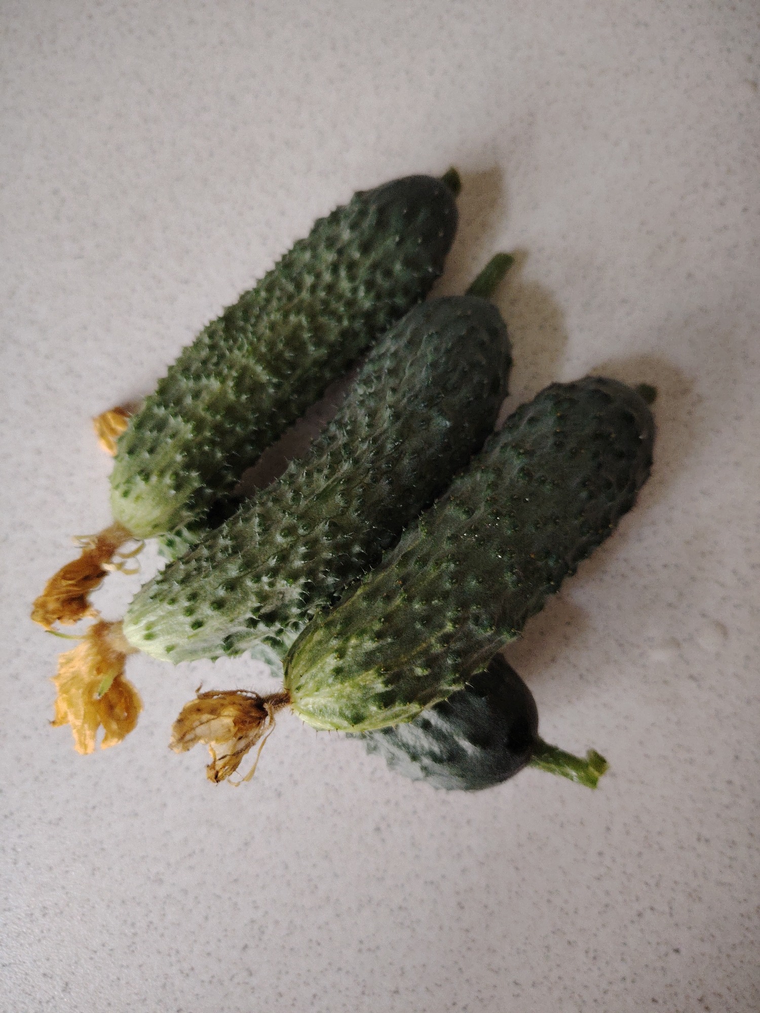 The image shows a close-up, top-down view of four small, bumpy cucumbers with yellowed flower remnants attached to their ends. They are arranged diagonally on a speckled, light-colored surface that appears to be a countertop or table. The cucumbers are a deep green color and have a textured skin. The lighting suggests an indoor setting, likely during the daytime, as there are no harsh shadows. The composition is simple, focusing entirely on the produce. No people, text, or specific location cues beyond the general setting are visible. The overall impression is one of fresh, homegrown vegetables.