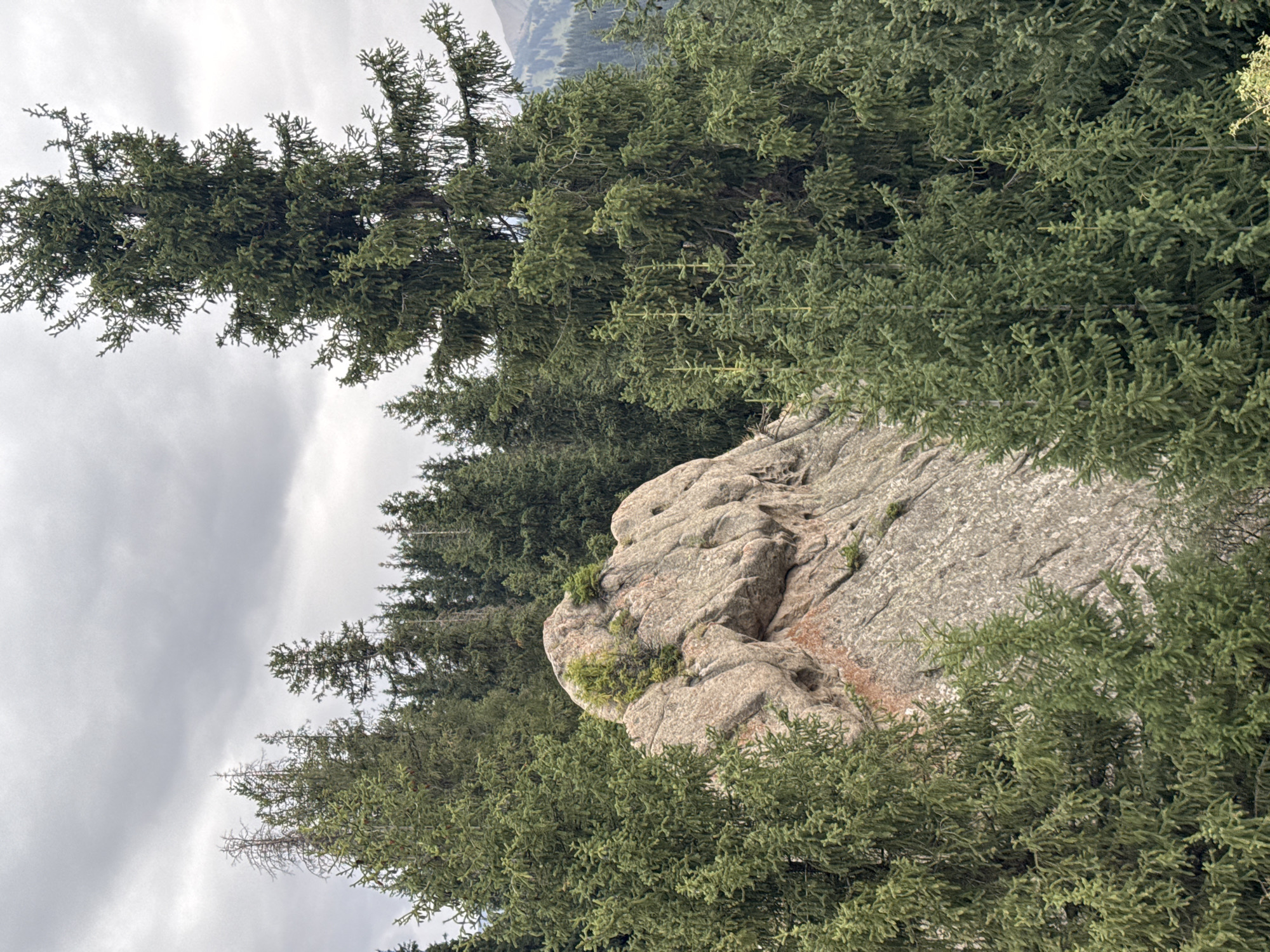 This is an eye-level, medium shot of a large rock formation partially obscured by evergreen trees. The rock is light brown and has a rough, weathered texture with some reddish-orange staining. Small green plants are growing from crevices in the rock. The trees are dense and dark green, with many branches and needles. The sky is overcast and gray. The scene appears to be in a mountainous or forested area, likely in the vicinity of Almaty, Kazakhstan, possibly in the Ile-Alatau National Park. The image depicts a natural landscape.