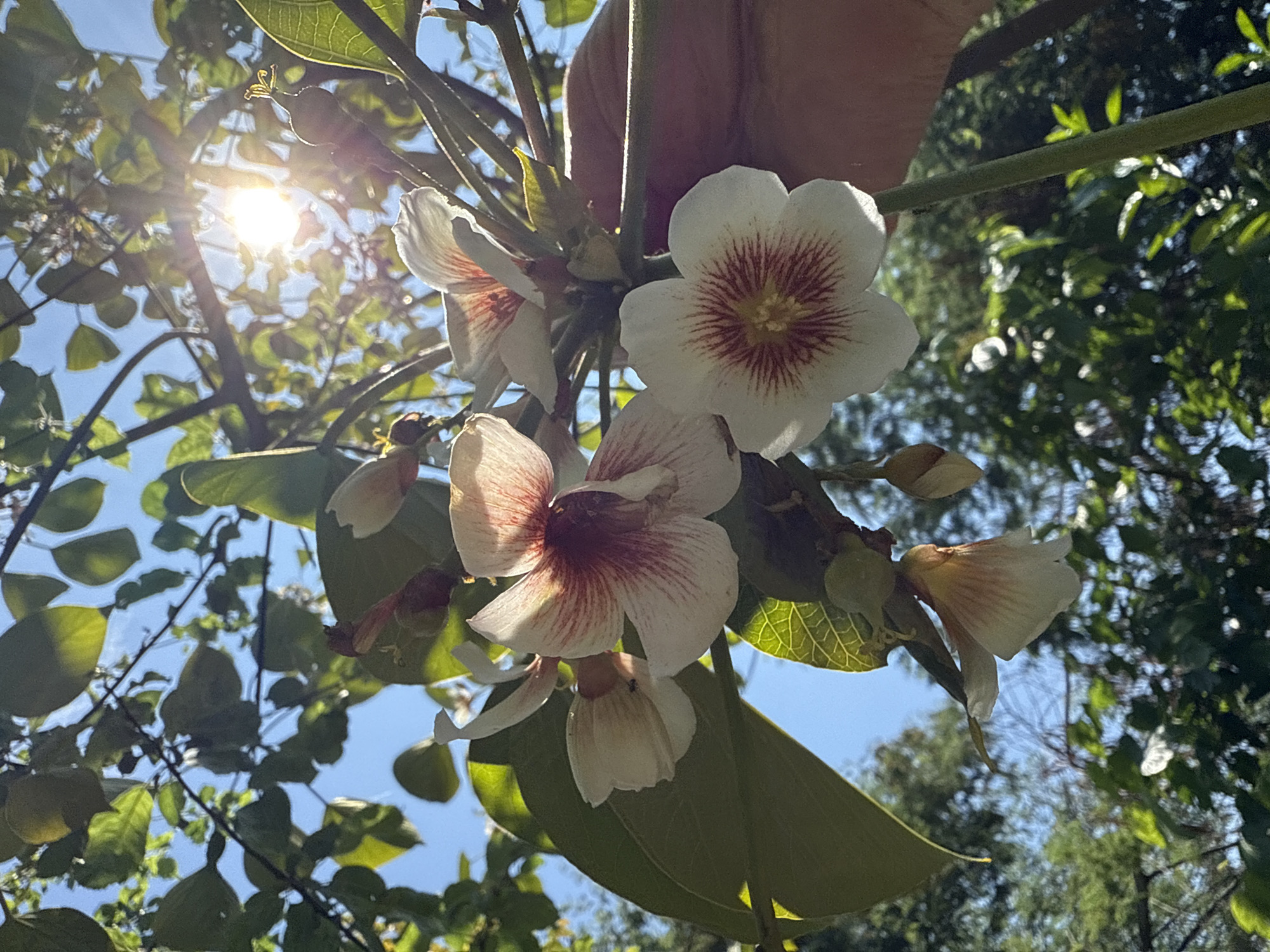 The image shows white flowers with reddish-brown centers hanging from a tree in a sunny, outdoor setting. The sky is visible in the background with green foliage and branches from other trees surrounding the flowers. There is a human hand holding the branch with the flowers. The location, Sochi, Russia is not visibly supported by the image.