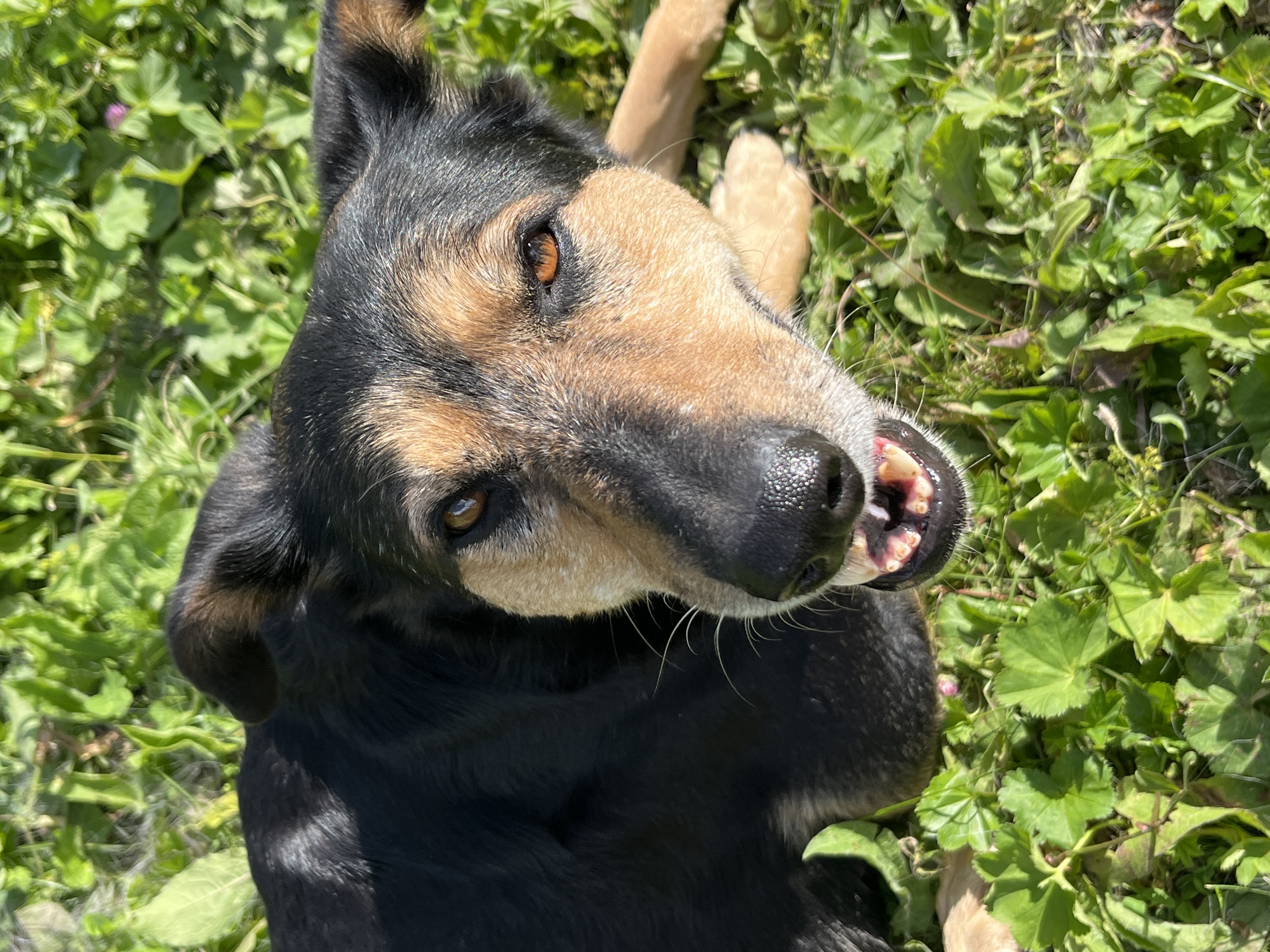 A close-up, high-angle outdoor photograph shows the face of a black and tan dog lying in green grass under bright sunlight. The dog's head is tilted slightly, and its mouth is open, revealing its teeth and tongue. The dog has brown eyes and tan fur around its muzzle and eyes. The background is a blur of green foliage. There is no indication of the dog's location within the city of Nizhny Tagil, Russia.