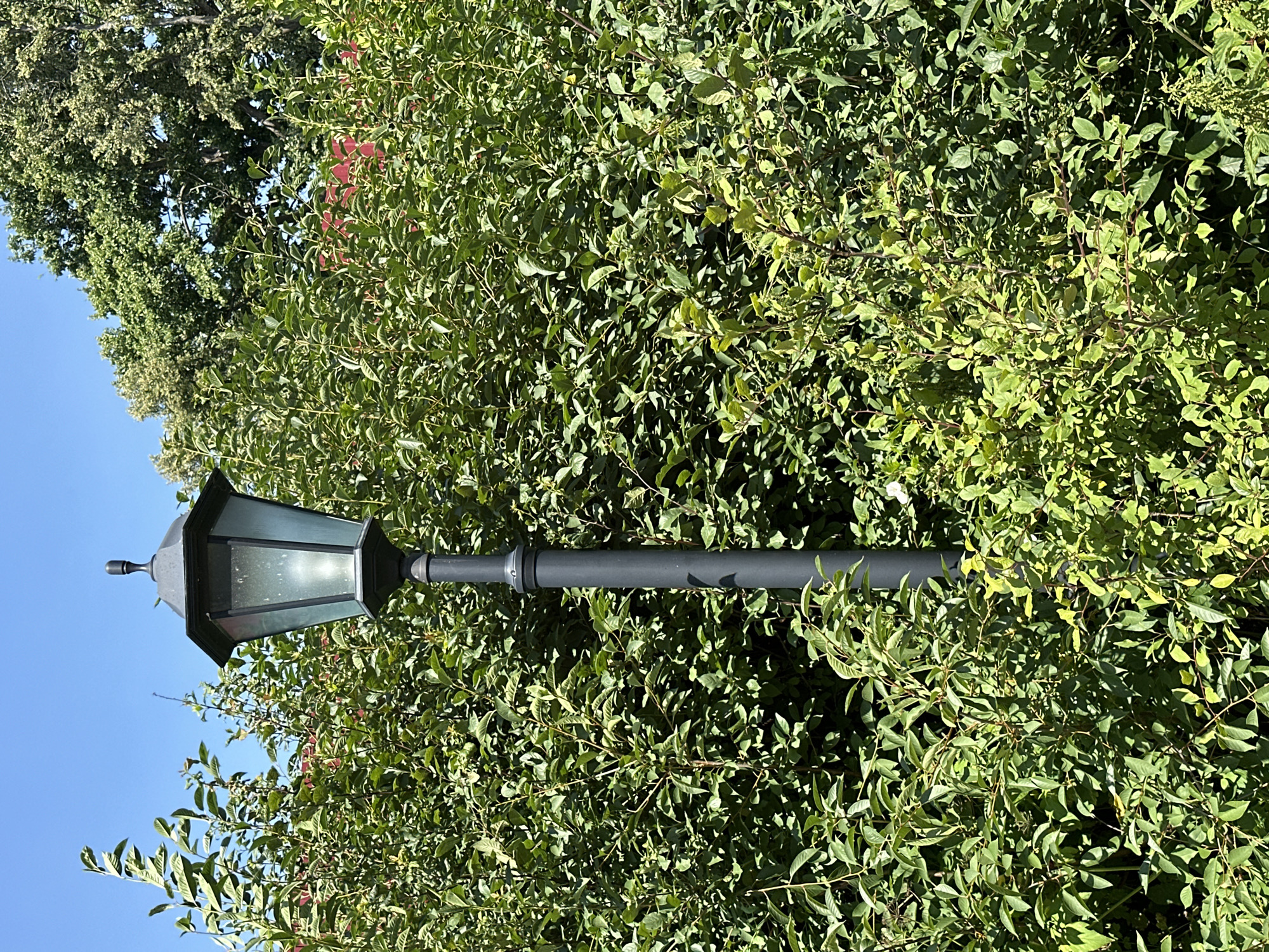 A single, dark gray lamppost stands in the center of the frame, emerging from dense green foliage under a clear blue sky. The lamppost has a traditional design, with a hexagonal lantern at the top containing a frosted glass bulb. The surrounding vegetation is a mix of leafy bushes and trees, with the leaves varying in shades of green. In the background, a large, mature tree with a full canopy is visible to the right, and hints of red structures can be seen through the leaves in the upper right portion of the image. The scene appears to be an outdoor public space, possibly a park or garden, bathed in bright sunlight.