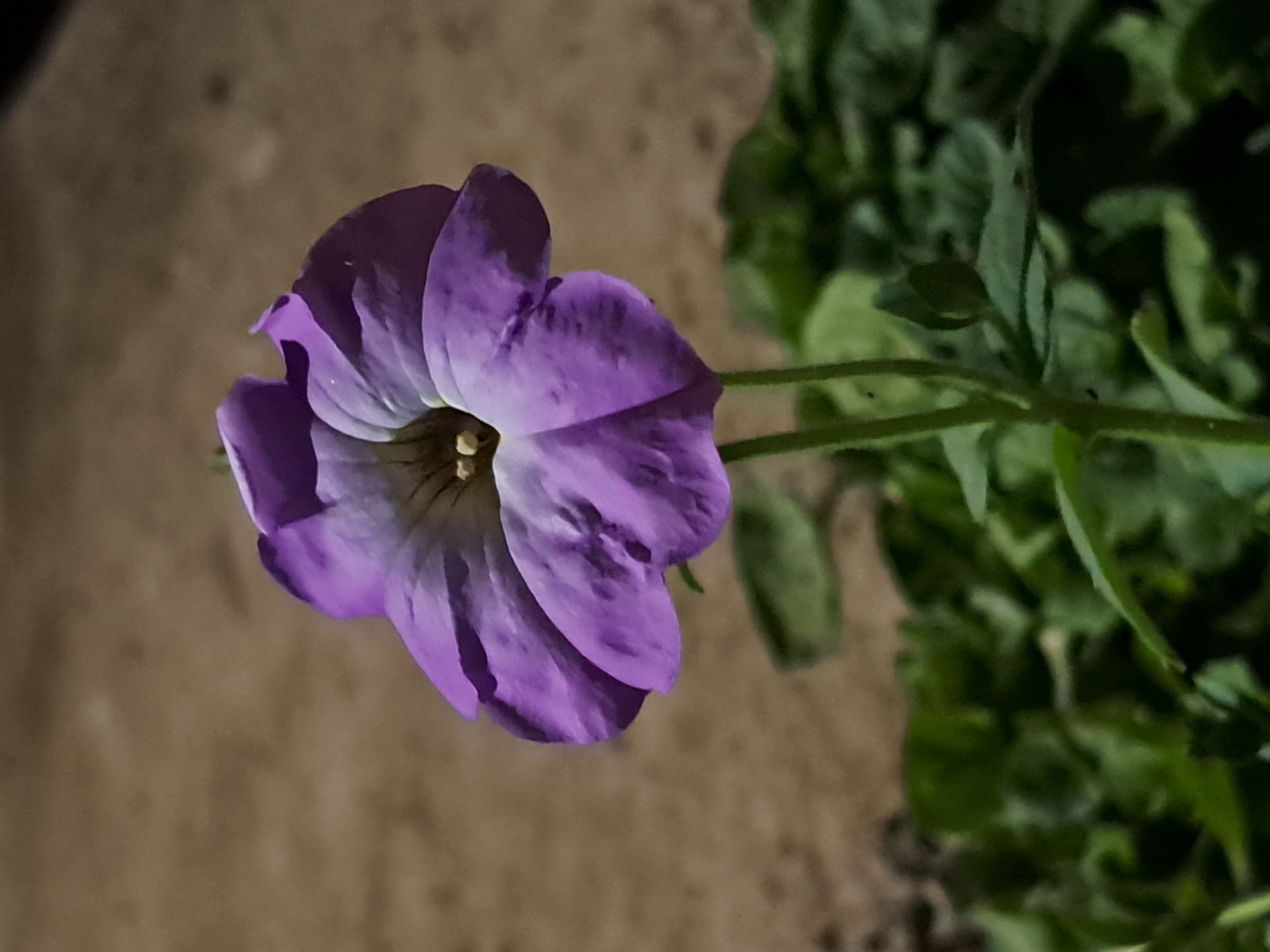 A close-up, low-angle shot focuses on a single purple petunia flower blooming in an outdoor setting, likely Vypasne, Ukraine. The flower is in the center of the frame, with its petals fanned out and slightly curled. The color transitions from a deeper purple at the edges to a lighter lavender and white towards the center, where the stamen are visible. The flower is supported by a thin green stem that extends downwards, disappearing into a cluster of green leaves that form the lower portion of the image. The background is a blurred, earthy brown, suggesting a ground surface or wall, illuminated by soft, ambient light that casts subtle shadows. The overall impression is of a delicate bloom captured in natural light, with the focus on its intricate details and vibrant color. There are no people or animals visible in the scene.