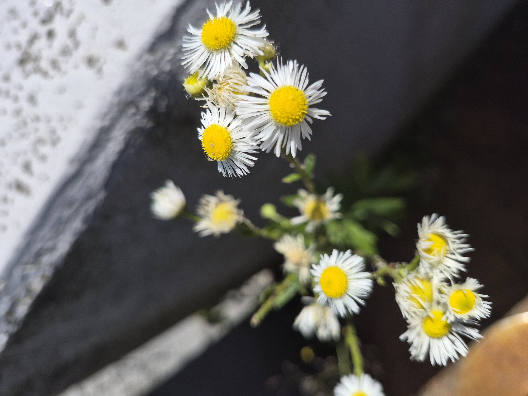 This is a close-up, macro photograph of a cluster of small daisies with bright yellow centers and thin white petals. The flowers are in various stages of bloom, with some fully open and others appearing as buds or wilting. The stems and some green foliage are visible, along with what appears to be a fuzzy insect on one of the petals.
The background is a soft-focus mix of dark, shadowy areas and lighter, textured surfaces. To the left, a rough, textured, light-colored surface, possibly concrete or stone with a mottled appearance, occupies a significant portion of the frame. To the right and behind the flowers, the background is dark, with a diagonal line suggesting a change in surface or lighting. A hint of warm, golden-brown color is visible in the lower right corner, potentially a metallic object or another textured surface.
The lighting appears to be natural, likely sunlight, casting distinct shadows and highlighting the delicate details of the petals. The overall impression is one of natural beauty and intricate detail, captured at a close range. There is no visible text in the image. The time of day and weather are not explicitly indicated, but the bright lighting suggests daytime. The setting is outdoor, with the textured surfaces implying an urban or garden environment.