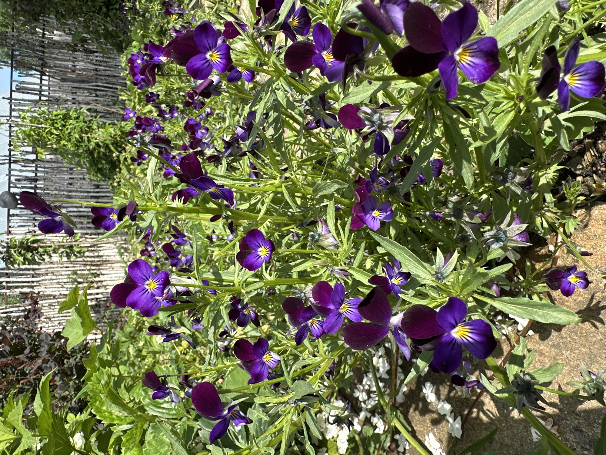 A high-angle, close-up shot captures a dense cluster of vibrant purple pansies in full bloom, interspersed with their green foliage. The flowers, some with yellow centers and dark purple veining, are the primary focus, filling the majority of the frame. In the background, a rustic fence constructed of vertically aligned thin wooden poles creates a textured backdrop. Above the fence, a bright blue sky with some wispy clouds is visible. Sunlight casts shadows on the ground, suggesting it is daytime. The location is identified as Unknown, Unknown.