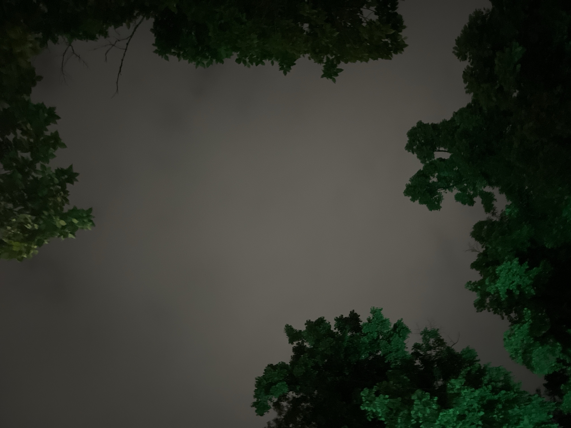 The image is a view looking up through trees against a cloudy, gray sky. The trees frame the view, with foliage visible in the upper left, upper right, and lower center of the frame. The leaves are various shades of green, with some appearing darker and others lighter, possibly due to lighting conditions or differing species. The overall scene suggests a night or twilight setting. There is no other information in the image to associate with the city of Plovdiv, Bulgaria.