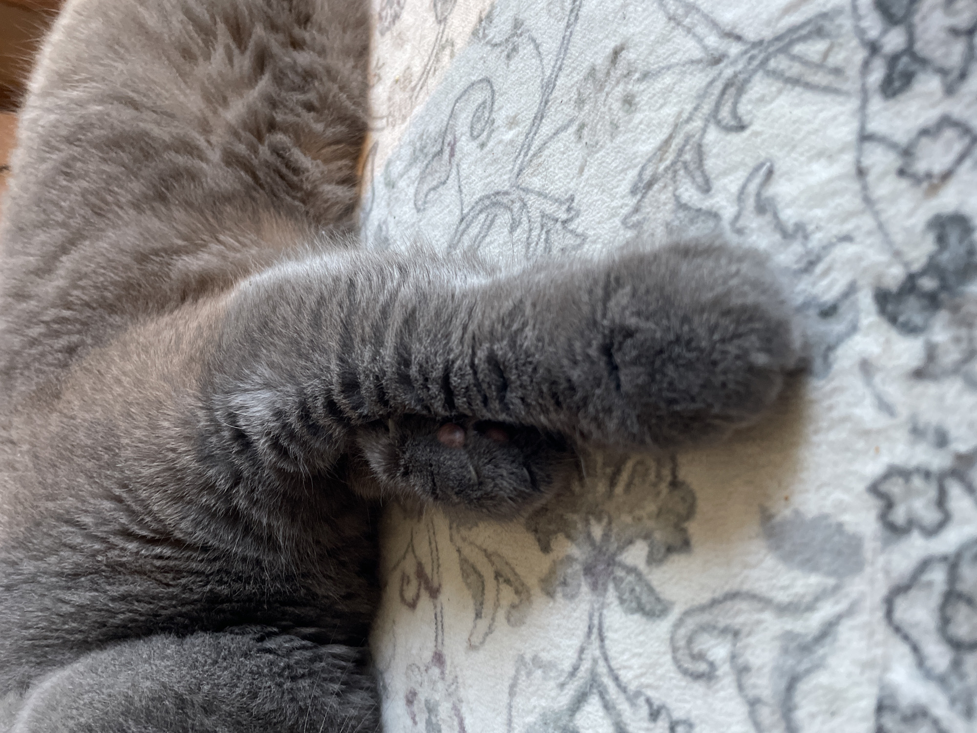 The image is a close-up, eye-level shot of a gray cat's paw resting on a light-colored patterned rug. The cat's fur is dense and appears soft. The paw is relaxed, with visible toes and pink paw pads. The rug has a subtle floral or damask-like pattern in shades of gray and white. The lighting is soft, and the focus is on the cat's paw and the immediate surrounding area of the rug. No specific location within a city is identifiable.