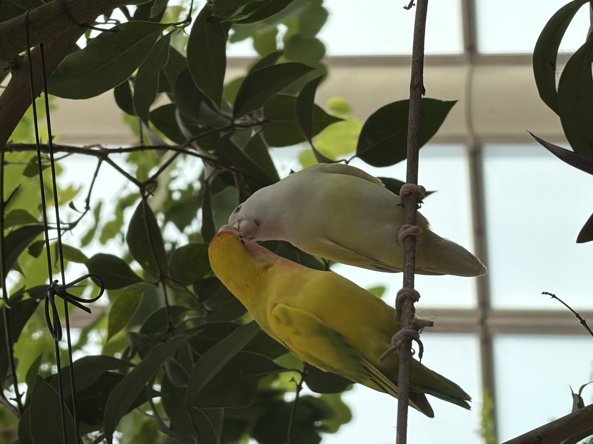 Two lovebirds are perched on a branch, appearing to kiss. The bird on the left is primarily yellow with green accents on its wings and a pinkish-orange hue on its face. The bird on the right is predominantly white or very pale yellow. Both birds are positioned facing each other, with their beaks touching. They are surrounded by green foliage and branches, suggesting an outdoor or aviary setting. In the background, a blurred structure with horizontal and vertical elements, possibly window panes or architectural features, is visible. The lighting suggests it is daytime.
The image has no discernible connection to Icod de los Vinos, Spain.