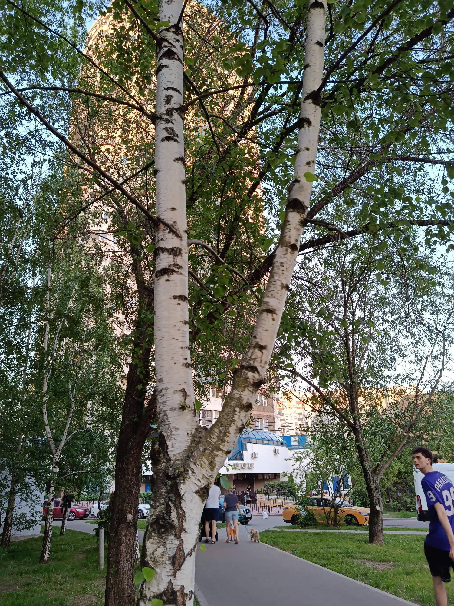 The image captures an urban scene in Moscow, Russia, featuring a sidewalk with a group of people walking a dog. A young man wearing a blue sports shirt with the number "99" and "Paradox" on the back stands on the right side of the frame. Several trees, including distinctive birch trees with their characteristic white bark, line the sidewalk. In the background, buildings are visible, including a large, round structure, potentially a residential or office complex. A yellow taxi cab is parked near a building with a blue roof. Other cars are parked on the left side of the image. The scene appears to be set in a park or green area within the city.