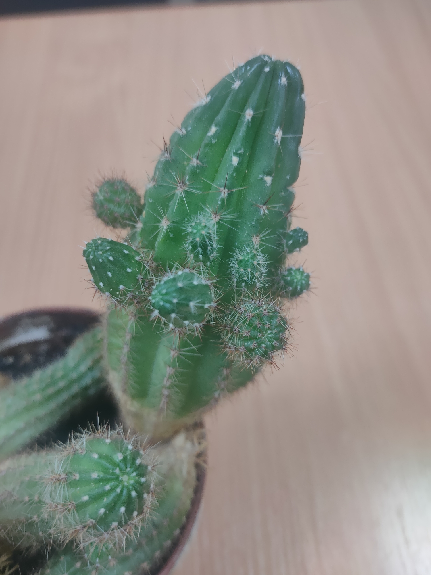 A close-up shot shows a green cactus with multiple arms and buds, topped by a larger, more developed stem. The cactus is set against a blurred background of a light brown wooden surface. The plant appears healthy, with sharp spines and white speckles on its green skin. The lighting suggests it might be an indoor setting, possibly on a desk or table. There are no people or any other discernible objects in the immediate vicinity of the cactus.