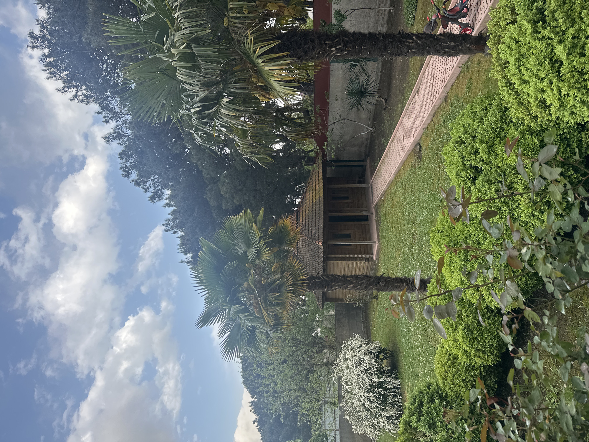 The image depicts a garden scene in Tbilisi, Georgia. Two palm trees flank a small wooden structure, possibly a shed or summer house, situated on a lawn. A brick pathway leads towards the structure, with green shrubbery and flowering plants surrounding it. In the background, taller trees are visible against a blue sky with scattered clouds. A child's bicycle is parked near the path.