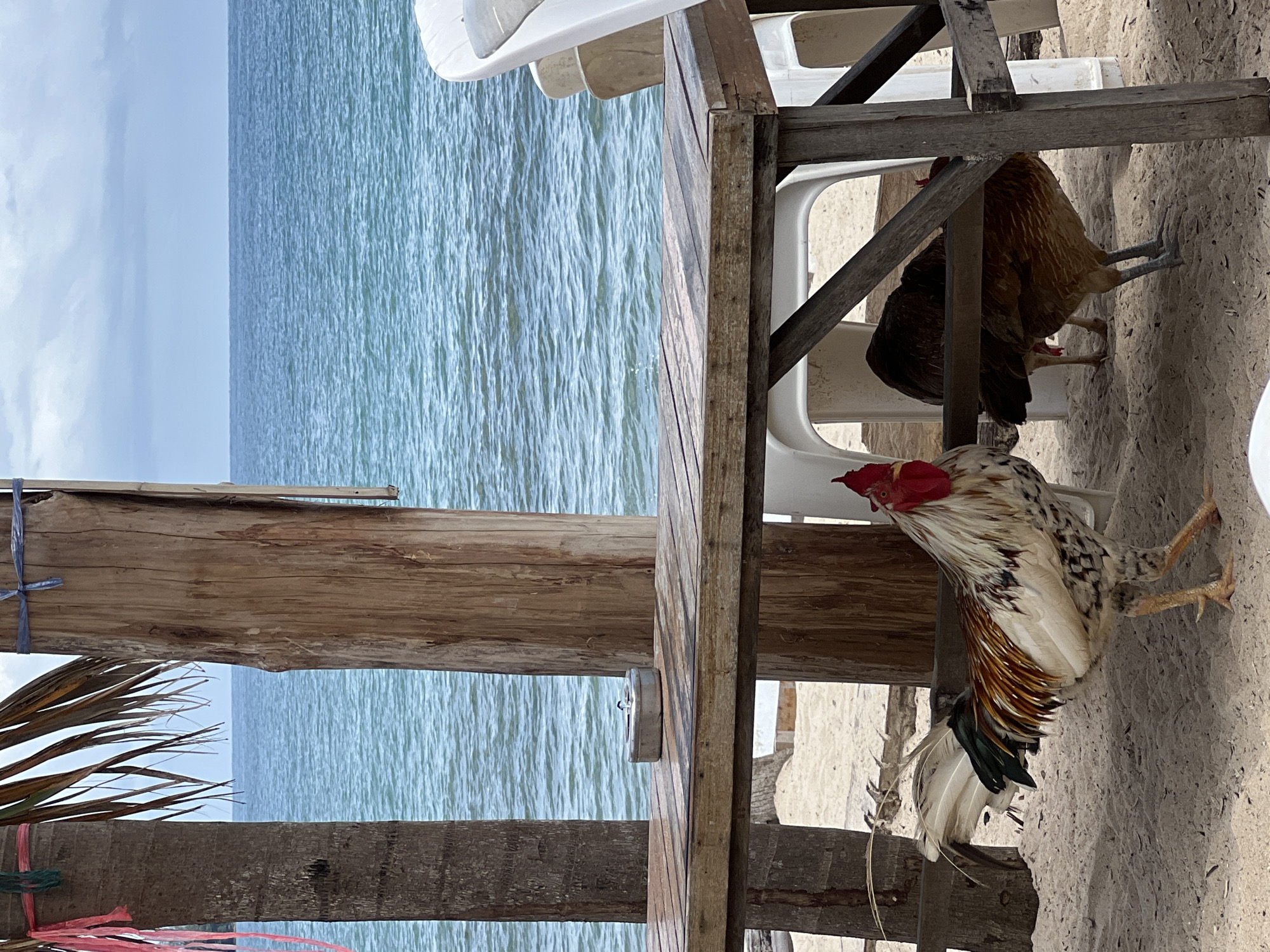A rooster and two hens are on a sandy beach in front of a wooden table and chairs. The ocean is in the background. The rooster has white and brown feathers and a red comb. The hens are brown. There are two palm trees and wooden posts. The sky is cloudy.
