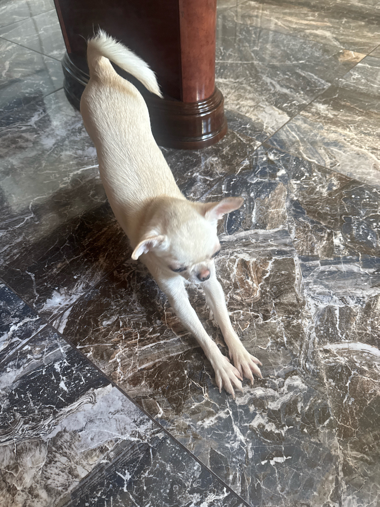 A light-colored chihuahua dog is stretching on a marble floor. The dog is in the foreground, facing away from the camera and downward. Its hindquarters are raised, and its front legs are extended forward. The dog's tail is curled up. In the background, a dark brown, glossy pedestal is visible. The floor is made of large, dark, and light-colored marble tiles with a veined pattern. The scene is indoors, and there is a shadow cast by the dog and the pedestal. The image does not contain information to infer the location in Novosibirsk, Russia.