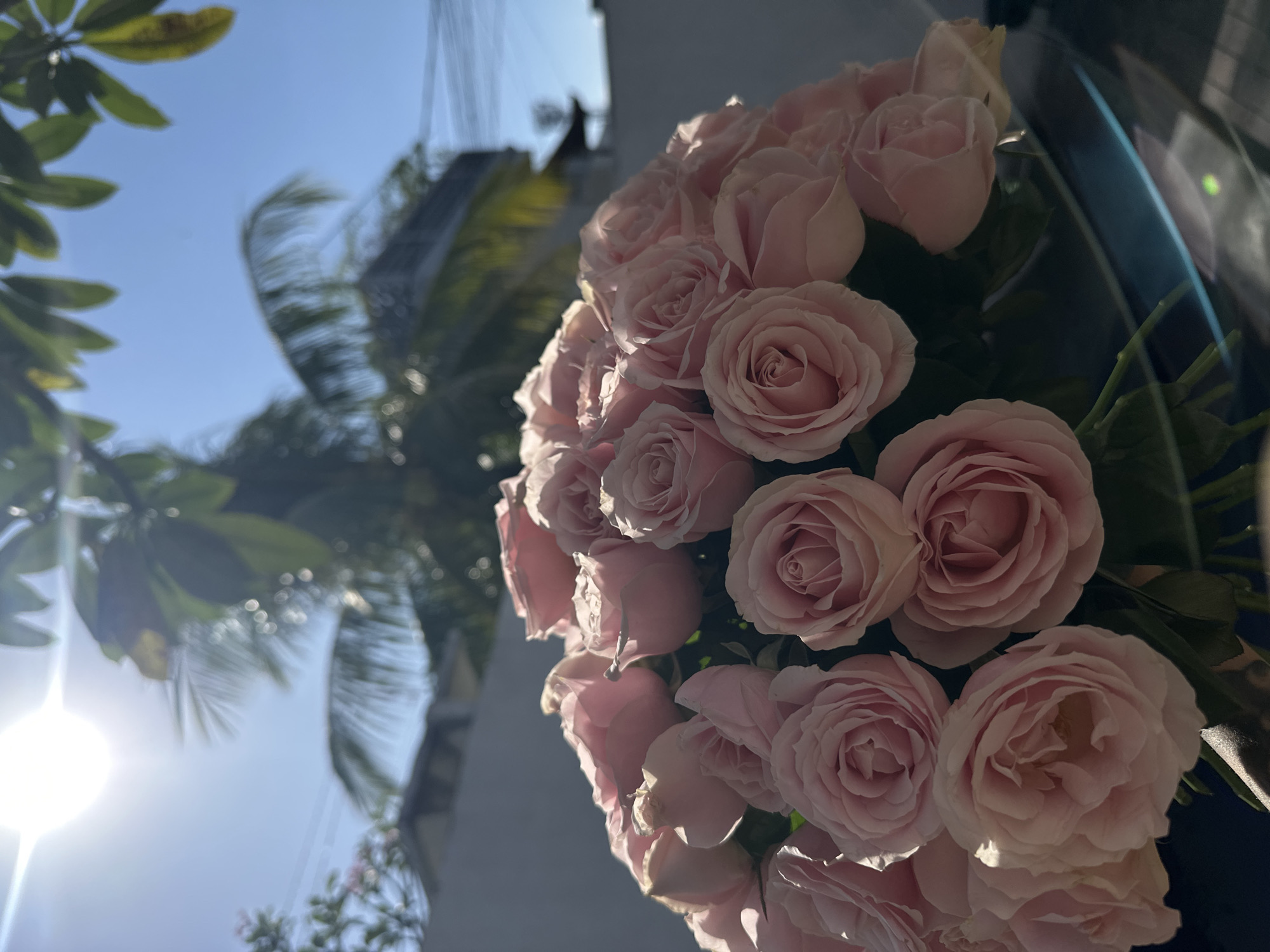 A bouquet of pale pink roses is displayed outdoors, likely in North Kuta, Indonesia, given the tropical foliage visible in the background. The sun is bright and high in the sky, casting a lens flare and illuminating the roses and surrounding greenery. The backdrop consists of a white wall, palm tree fronds, and a clear blue sky, suggesting a warm, sunny day. The roses are the primary subject, with their delicate petals and soft coloration. There are no people or specific actions depicted in the image. The scene is static and focuses on the natural beauty of the flowers against a tropical environment.