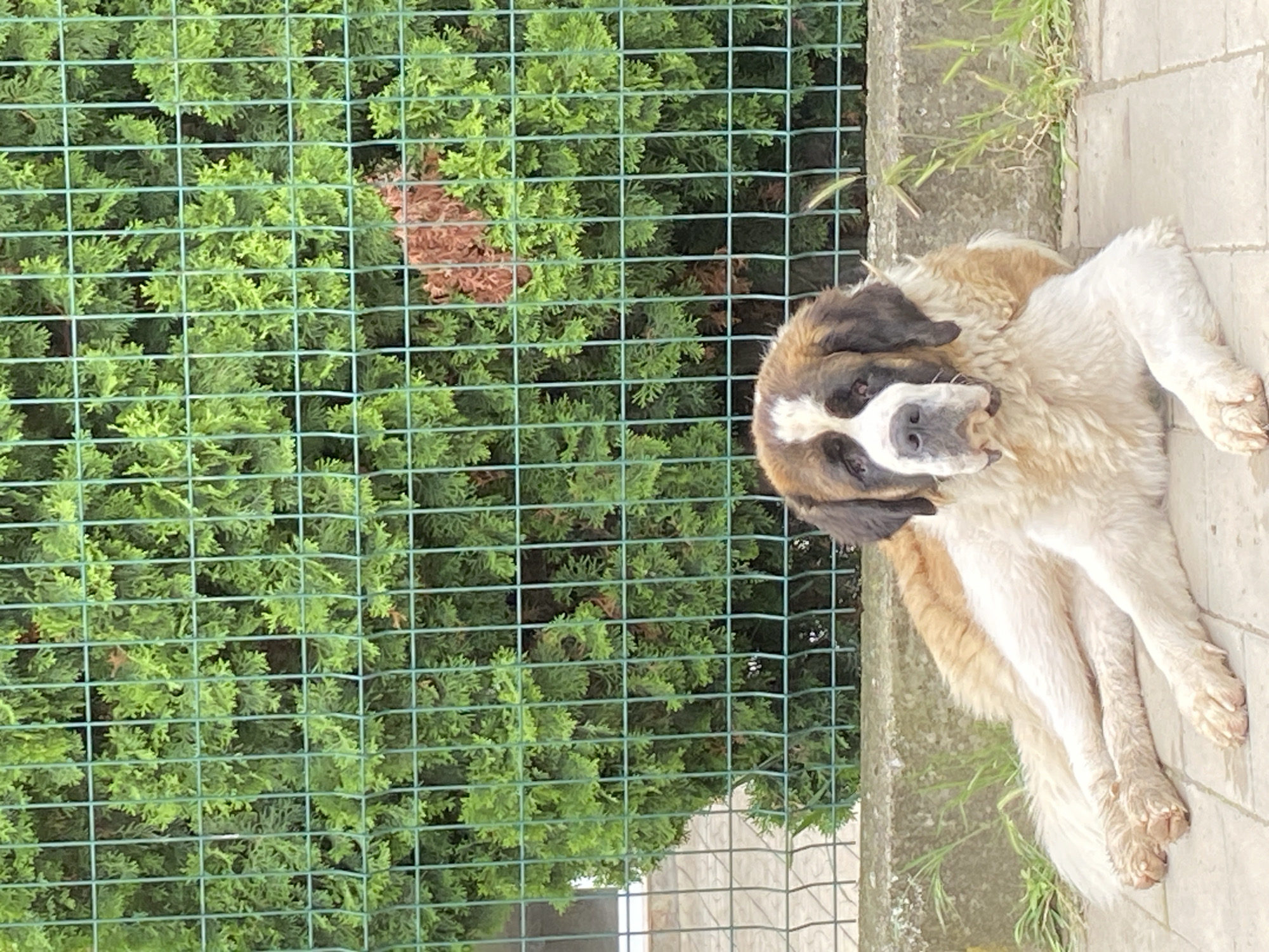 A Saint Bernard dog is pictured lying down outdoors on a paved surface, looking directly at the viewer. The dog has a thick, shaggy coat with prominent white, brown, and black markings, particularly on its face and ears. It is resting on light-colored concrete slabs or paving stones, with a concrete curb or edge running along its left side.
Behind the dog and parallel to the paved area is a green wire mesh fence, which separates the dog from a dense background of vibrant green bushes or hedges. A patch of reddish-brown foliage is visible through the fence within the green hedge on the left side of the frame. The scene is brightly lit, indicating daytime conditions, and the dog appears calm and relaxed. The setting is an outdoor area, likely a garden or yard, located in Bankya, Bulgaria. No text is visible in the image.