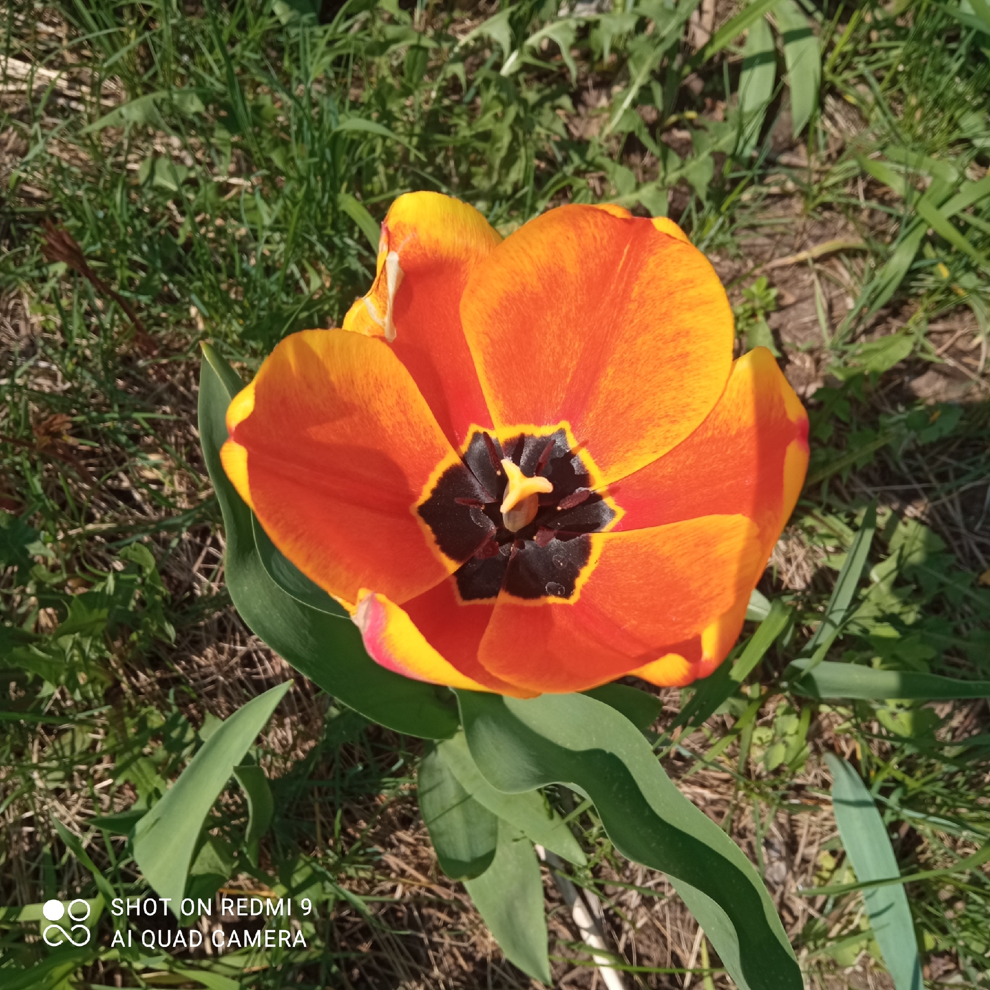 The image shows an open orange tulip flower with a dark center surrounded by green leaves. The flower is in a grassy area with some dried vegetation visible in the background. The photo was taken outdoors in Chaikovsky, Russia. The text "SHOT ON REDMI 9 AI QUAD CAMERA" is visible in the bottom left corner.