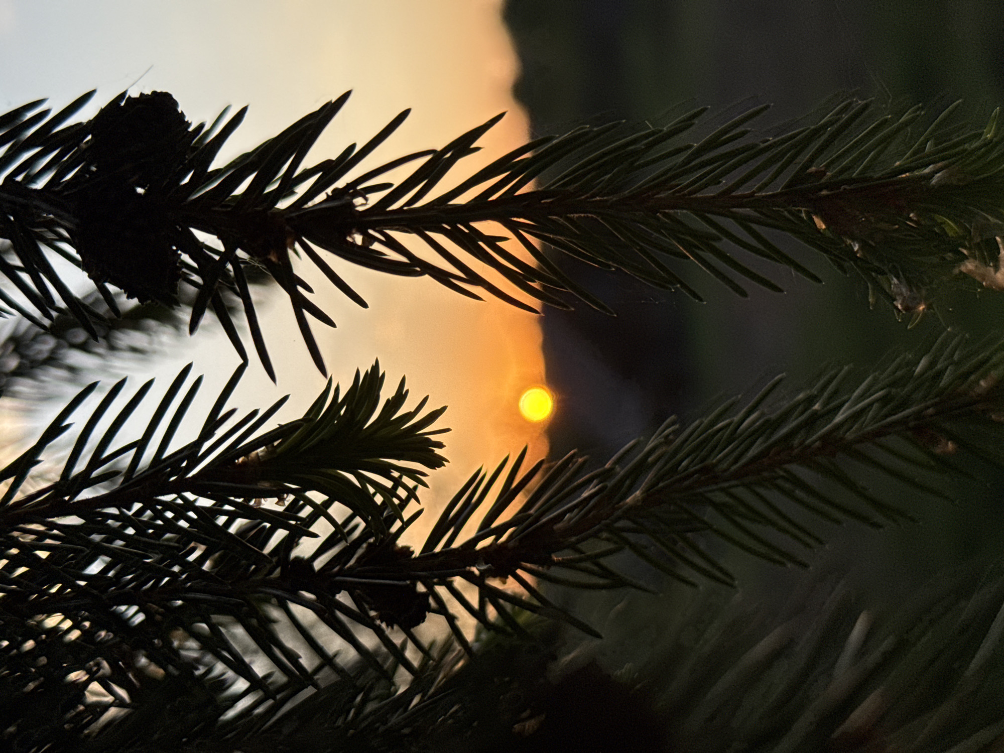 A photograph taken in Nizhnyaya Chermoda, Russia, shows two pine branches silhouetted against a blurred sunset. The sunset is characterized by a bright, yellow sun disk visible through the needles of the branches. The environment in the background is dark and indistinct.