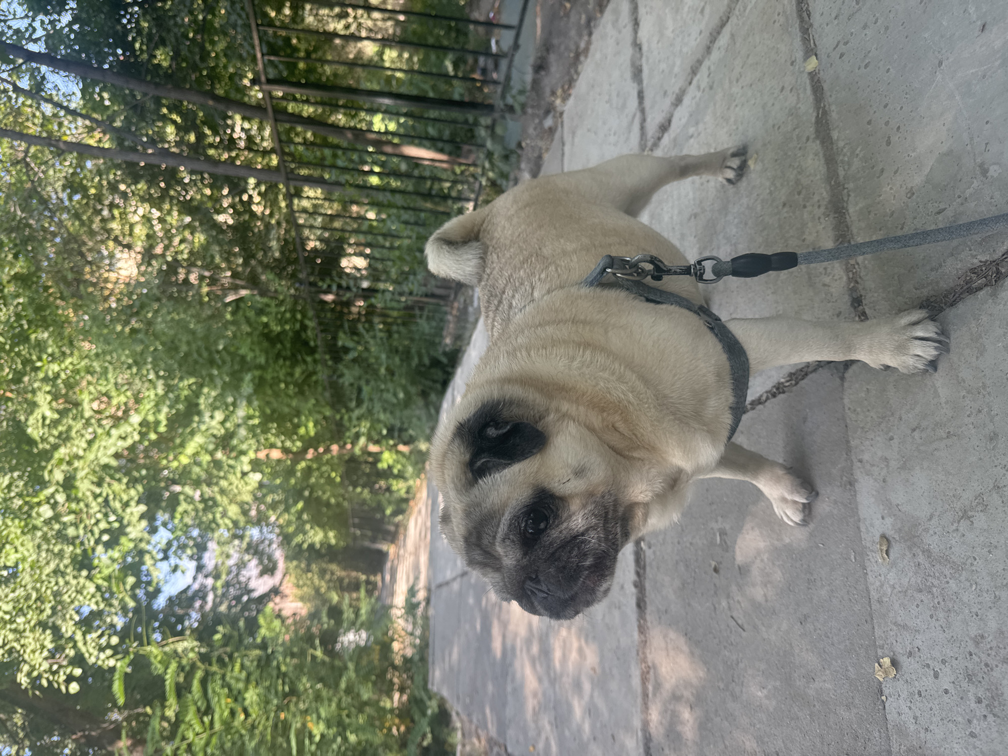 A fawn-colored pug is standing on a concrete path, facing left. The pug is wearing a grey harness and leash. The path is surrounded by lush green trees and foliage. A black metal fence is visible in the background, separating the path from what appears to be a grassy area or another part of the park. The lighting suggests it is daytime, with sunlight filtering through the leaves, creating dappled shadows on the ground. The scene is set in an outdoor urban environment, likely a park or a tree-lined walkway within Bishkek City, Kyrgyzstan.
