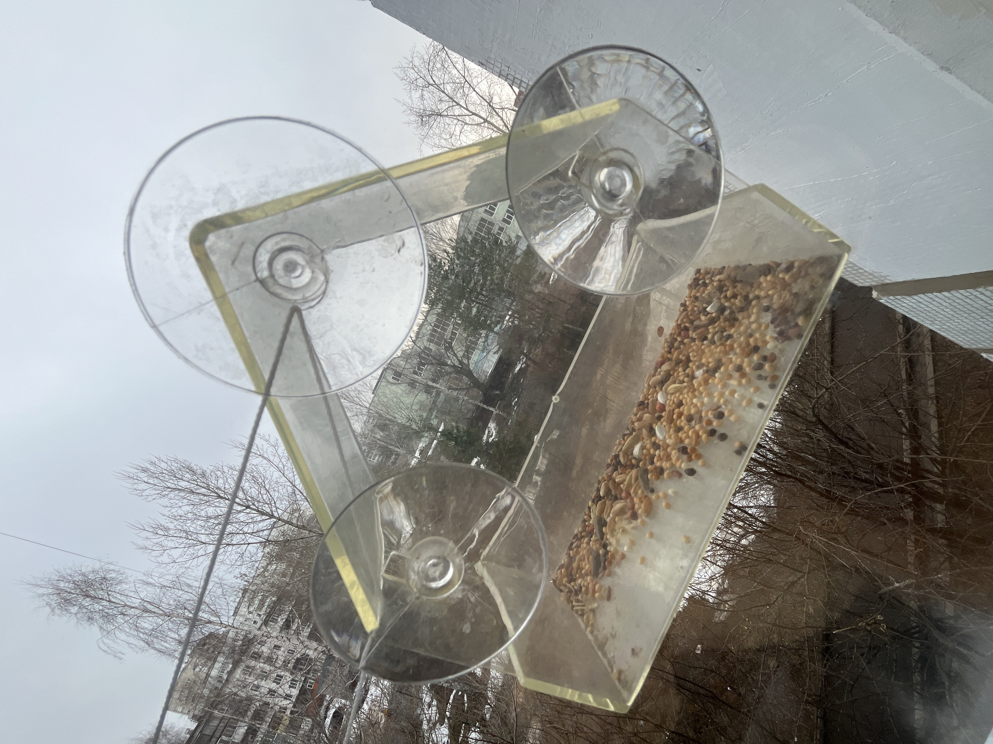 The image depicts a clear plastic bird feeder attached to a window, filled with birdseed. The feeder is affixed with three suction cups. Outside the window, a cityscape can be observed, including buildings and bare trees. Based on the context provided, the location is likely Chaikovsky, Russia. The sky appears overcast.