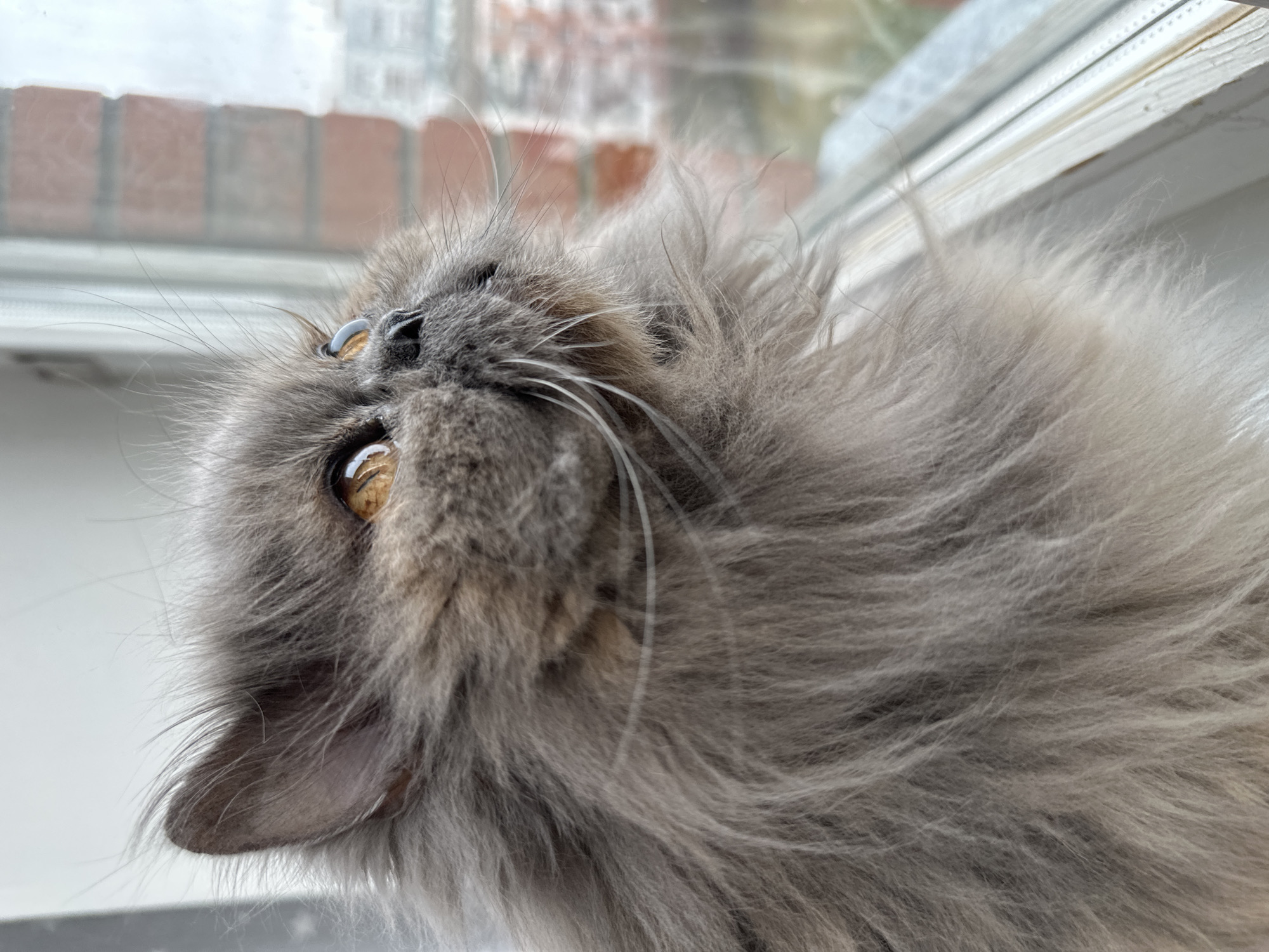 The image captures a fluffy, long-haired grey cat with prominent amber eyes, looking upwards and outwards through a window. The cat's head is tilted, and its gaze is intently focused on something outside the frame. Its dense, soft fur, characteristic of breeds like a Persian, dominates the foreground, showcasing various shades of grey and hints of warmer tones on its cheeks.
The scene is set indoors, with the cat positioned near a window sill. Through the blurred window glass, parts of a red brick building are visible in the background, suggesting an urban or suburban environment. The lighting appears soft and diffused, indicating daytime, possibly an overcast day, and creates gentle reflections in the cat's eyes. The cat's posture suggests curiosity or alertness as it observes the world outside. There is no visible text in the image. This domestic scene takes place in Chaikovsky, Russia.