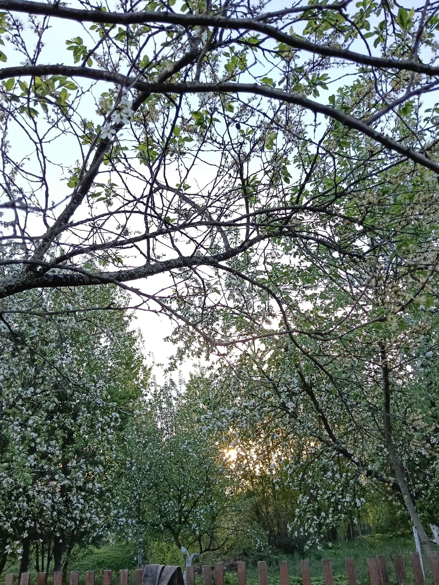 The image shows an outdoor scene in Красный Маяк, Russia, featuring blooming trees. A brown wooden fence runs along the lower part of the image. Several trees with white blossoms fill the middle ground, partially obscuring the sunlight. Branches with emerging leaves and white flowers form a canopy overhead.